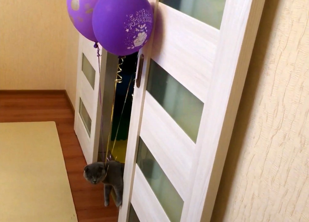 Cat and balloons. Trap for Space - My, cat, Kittens, Video, Humor, Scottish lop-eared, Diary, Pets, Pet, Longpost