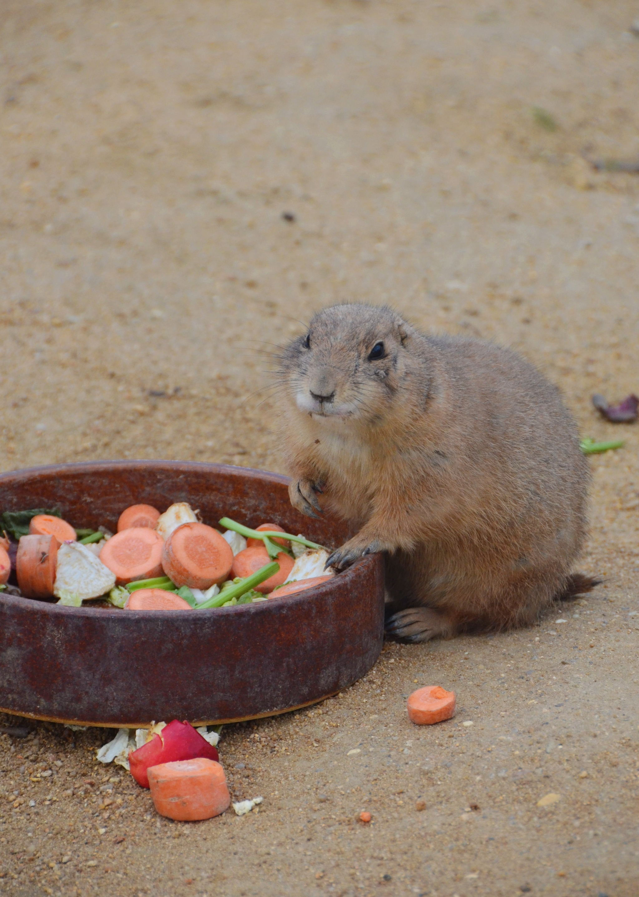 Dogmouse - My, Beginning photographer, Prairie dogs, Animals, Prague Zoo, Longpost