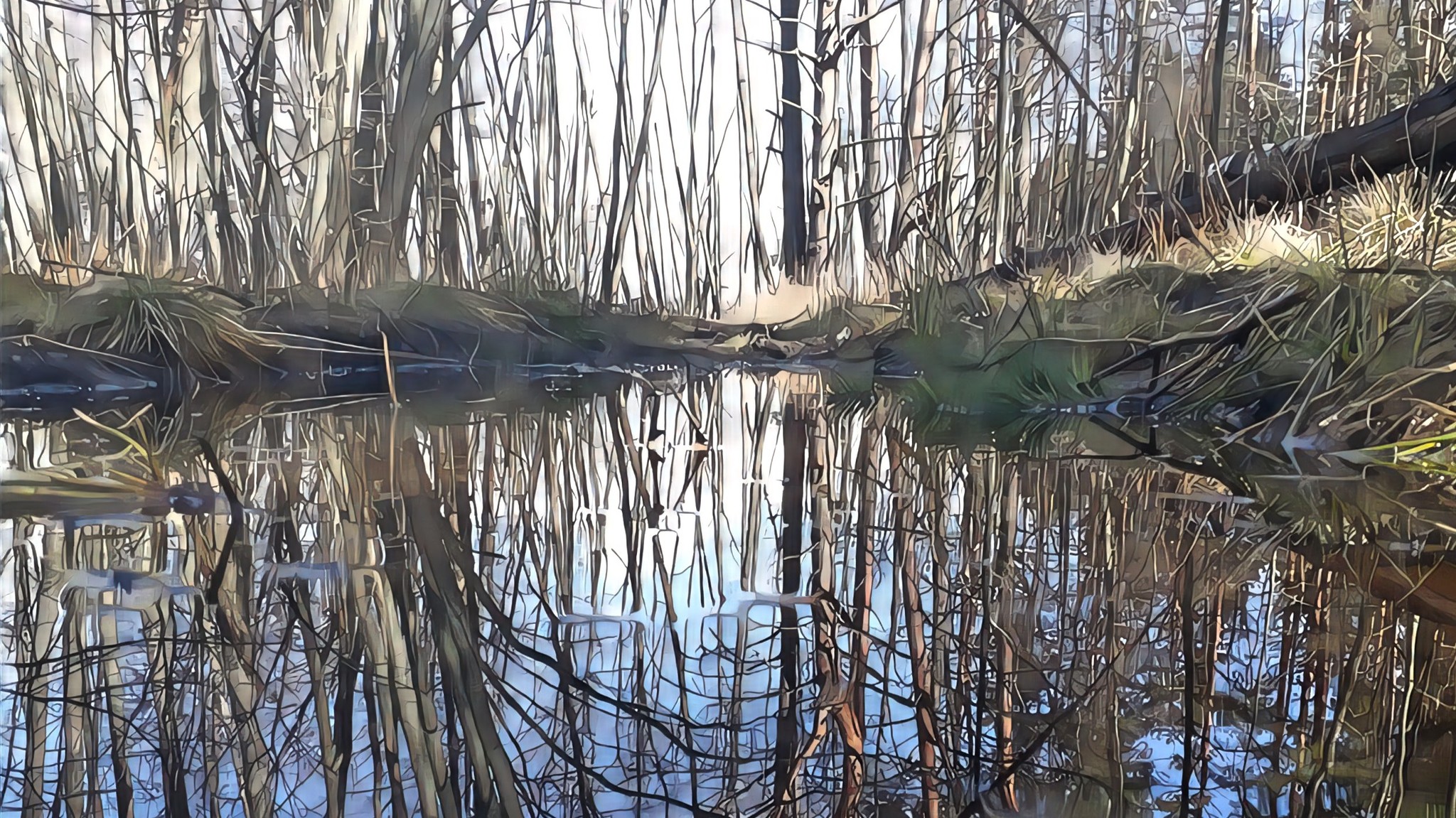 Puddle - My, Puddle, The photo, Forest