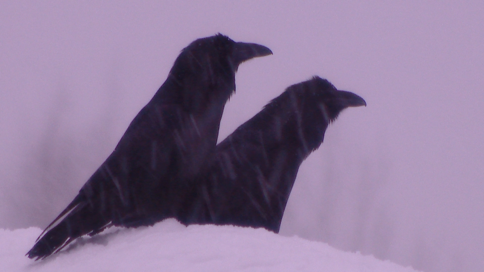 Did you know that Ravens are devoted family men? And they know how to deftly twist “barrels”? Issue #39 - My, Nature, Forest, Crow, Birds, Predator birds, Leningrad region, Animals, Crow, Video, Longpost