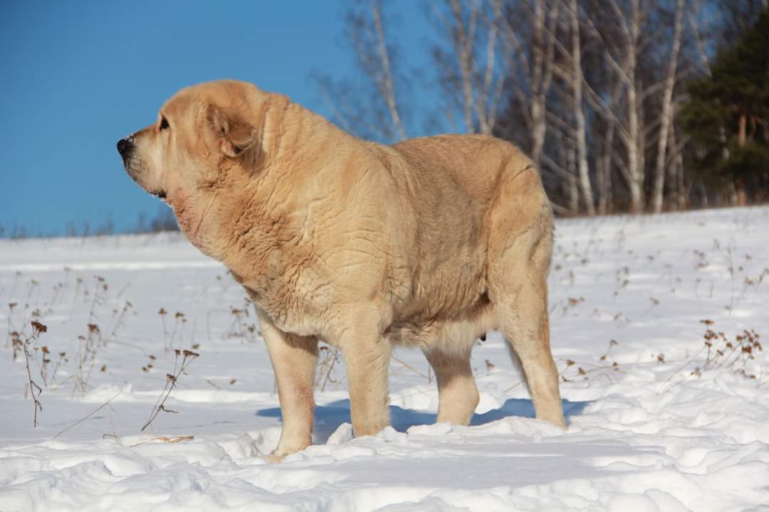 Just a big Spanish Mastiff dog - My, Dog, Spanish Mastiff, Longpost