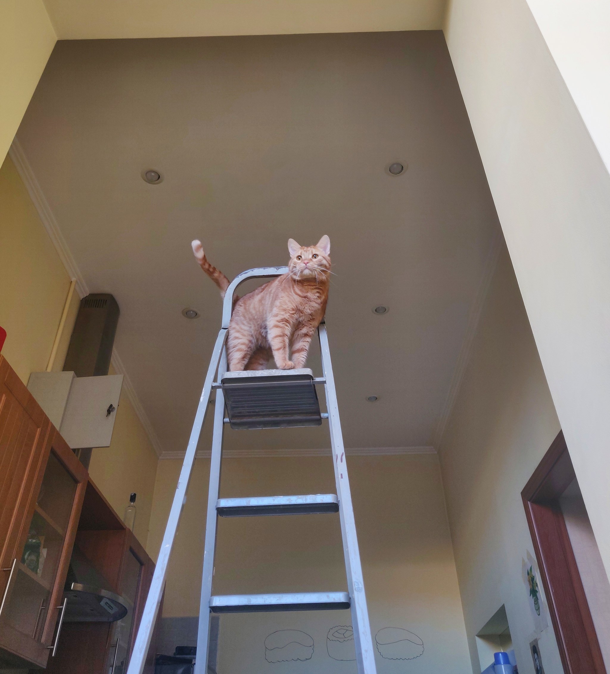 King of the Hill - My, cat, Redheads, Catomafia