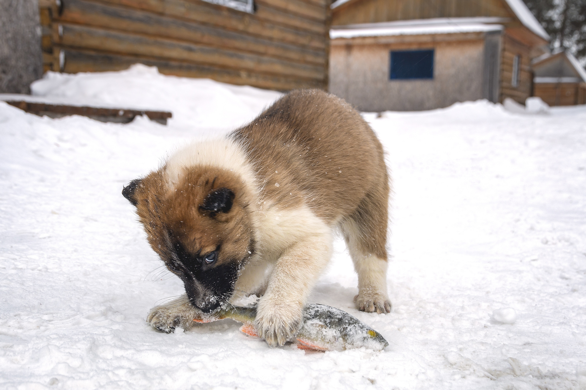 Production - My, Beginning photographer, Canon 70d, Dog, Puppies