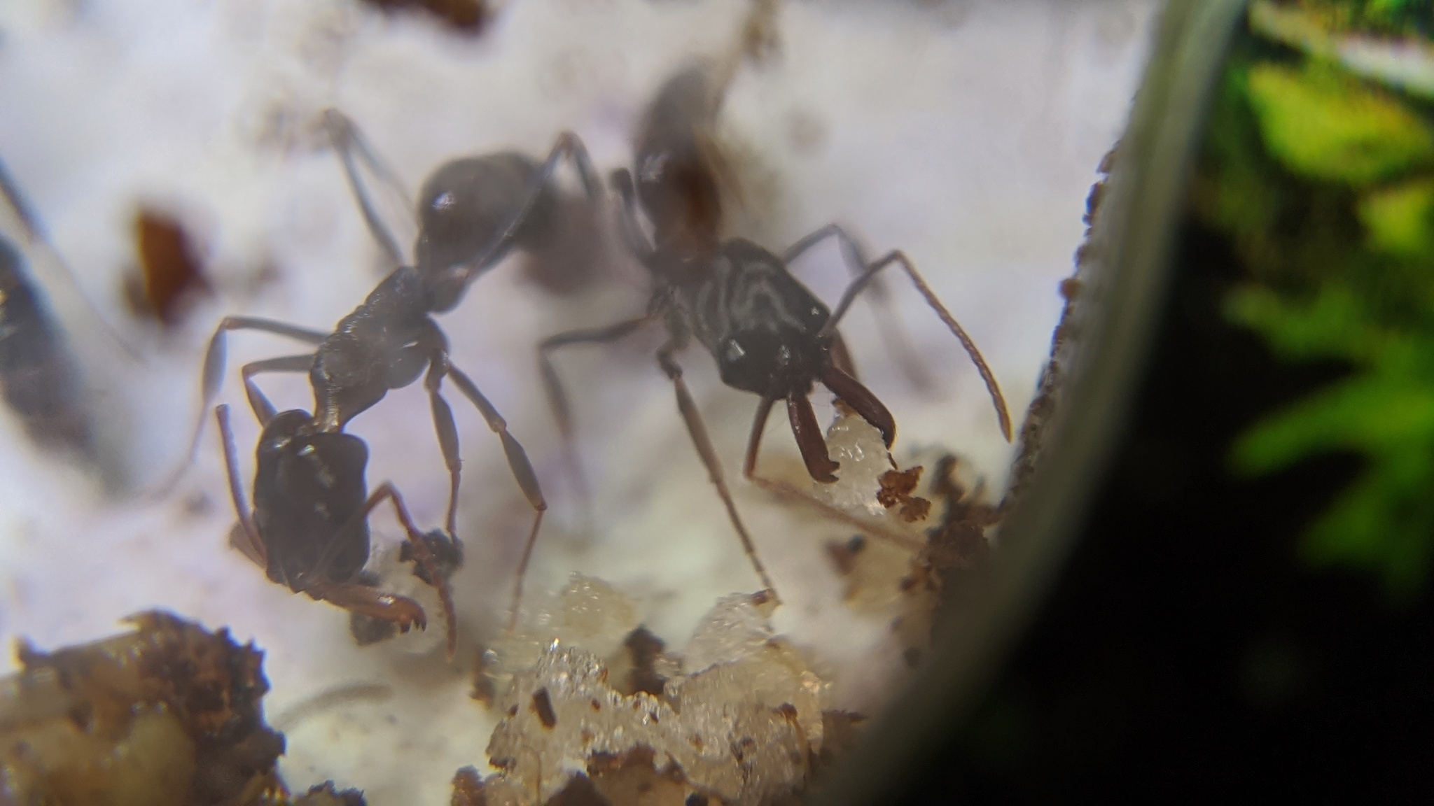 My ants: traps and weavers, banana diet - My, Ants, Insects, The photo, Formicaria, Video, Longpost