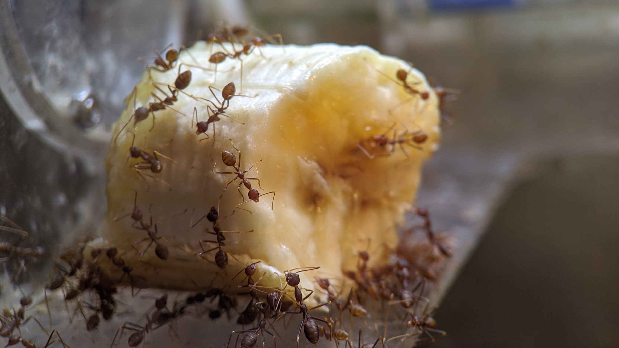 My ants: traps and weavers, banana diet - My, Ants, Insects, The photo, Formicaria, Video, Longpost