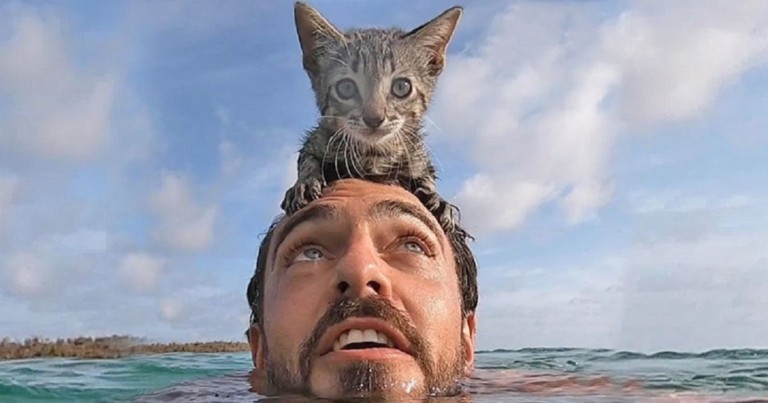 The cat loves to swim with its owner in the sea - cat, Sea, Bathing, Friends, Interesting, Video, Milota