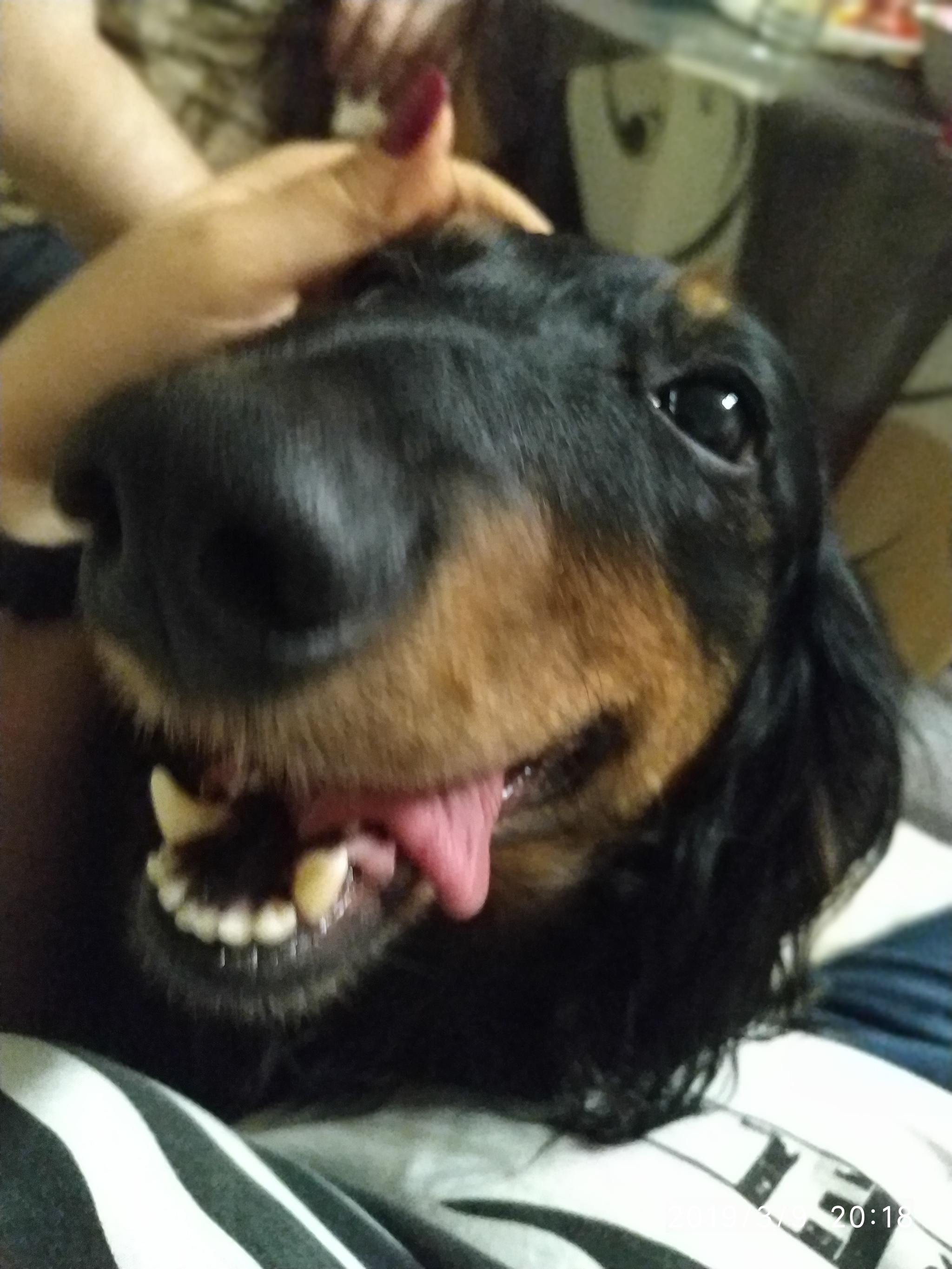 Today my girl passed away - My, Long-haired dachshund, A pity, Longpost, Dog, Sadness, Pets, Death