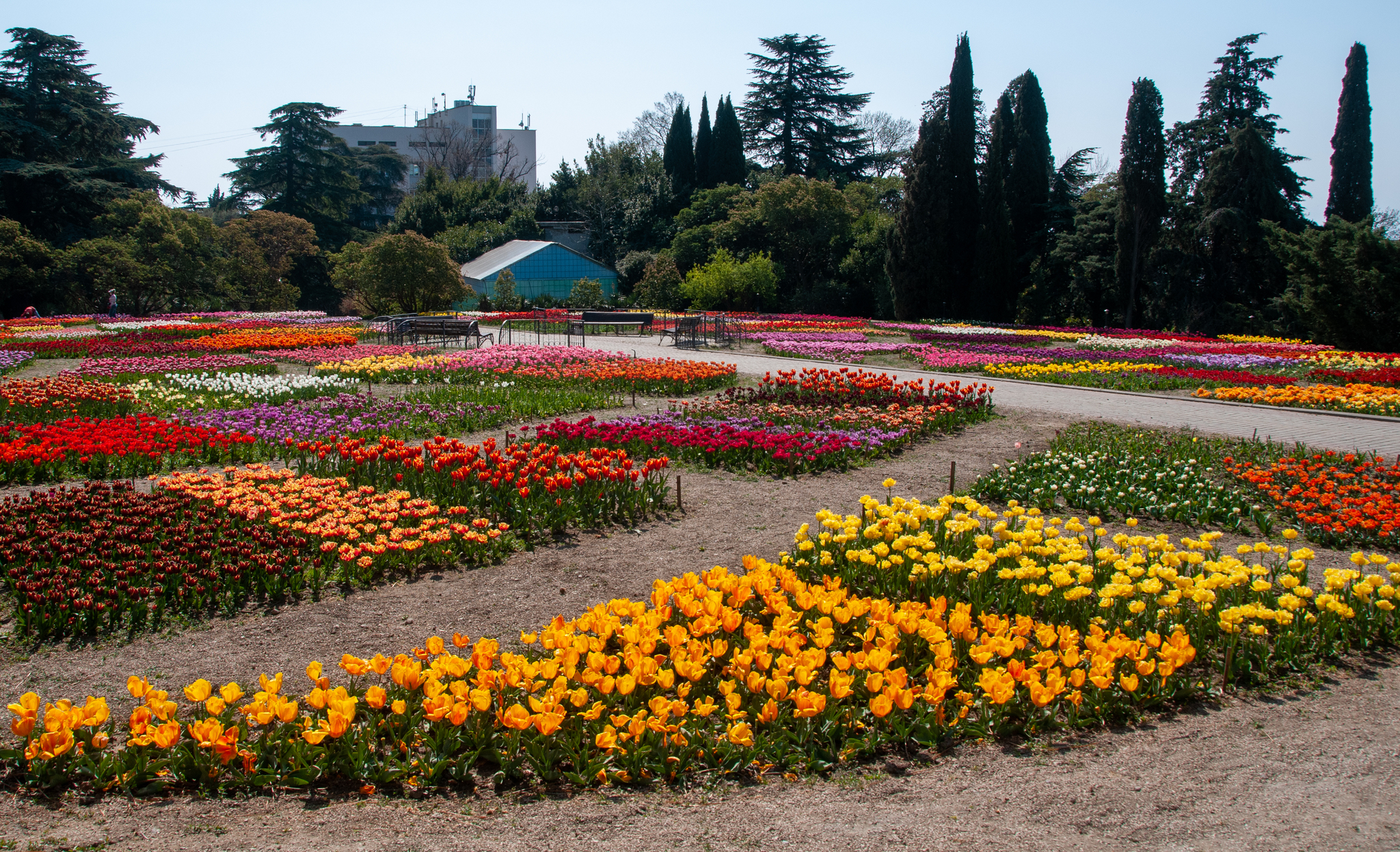 Another parade of tulips in the Nikitsky Botanical Garden - My, Yalta, Nature, Flowers, Tulips, The photo, Tulip Festival, Longpost