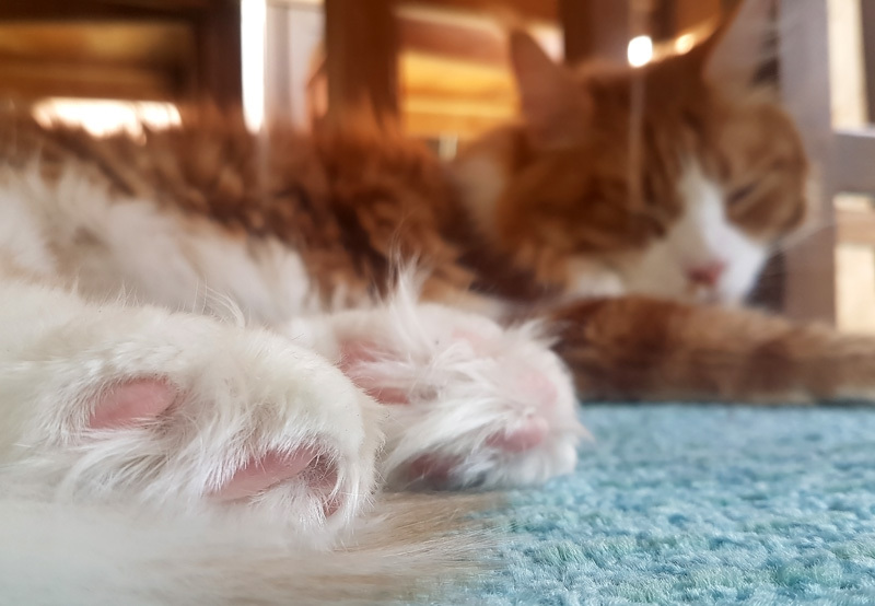 Friday relaxation :) - My, cat, Maine Coon, Heels, Relaxation, BBQ, Longpost