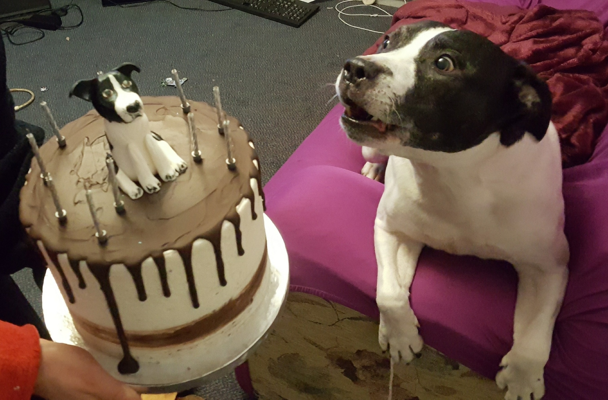 Фото Собаки На Торт День Рождения