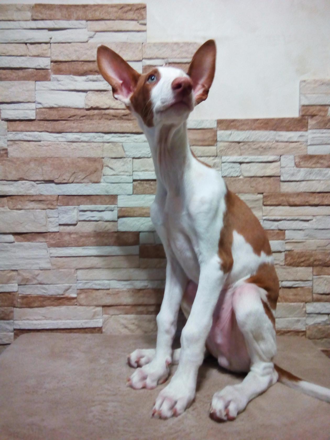 Podenco Ibicenco is a breed and not a name-caller - My, Breed, Dog, Pets, Longpost, Podenko Ibitsenko