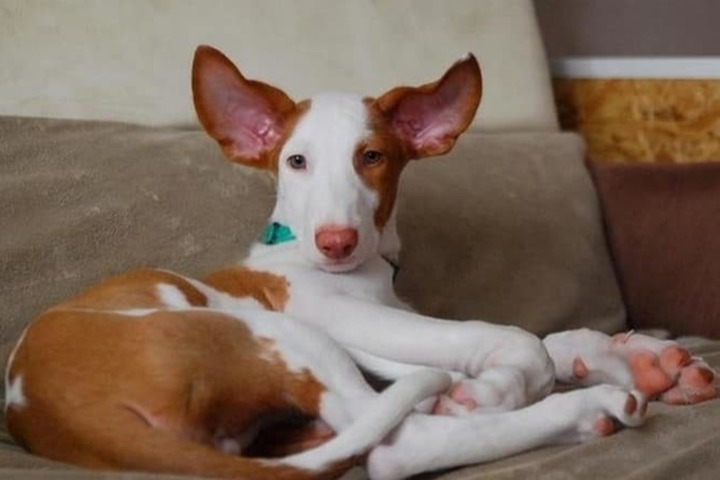 Podenco Ibicenco is a breed and not a name-caller - My, Breed, Dog, Pets, Longpost, Podenko Ibitsenko