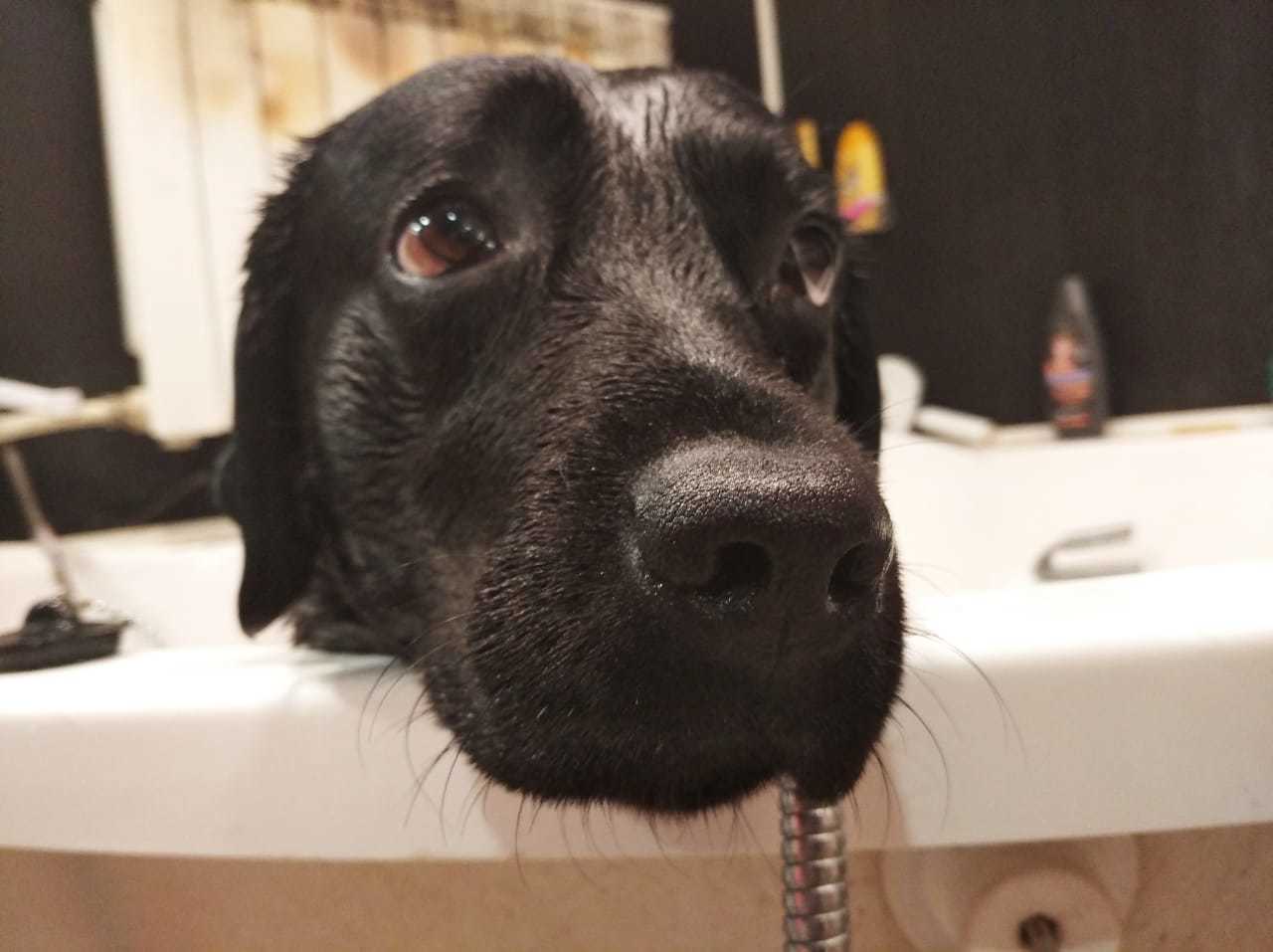 Bath day - My, Dog, the washing up, Longpost