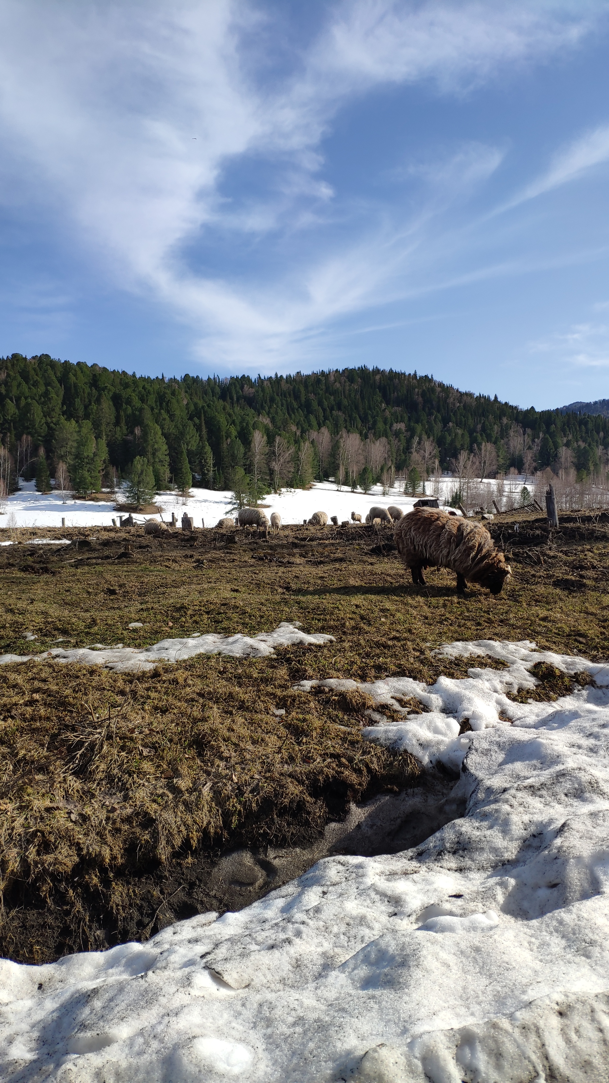 Altai Republic. How is life during a pandemic? - My, Travels, Self-isolation, Mountain Altai, Altai Republic, Longpost