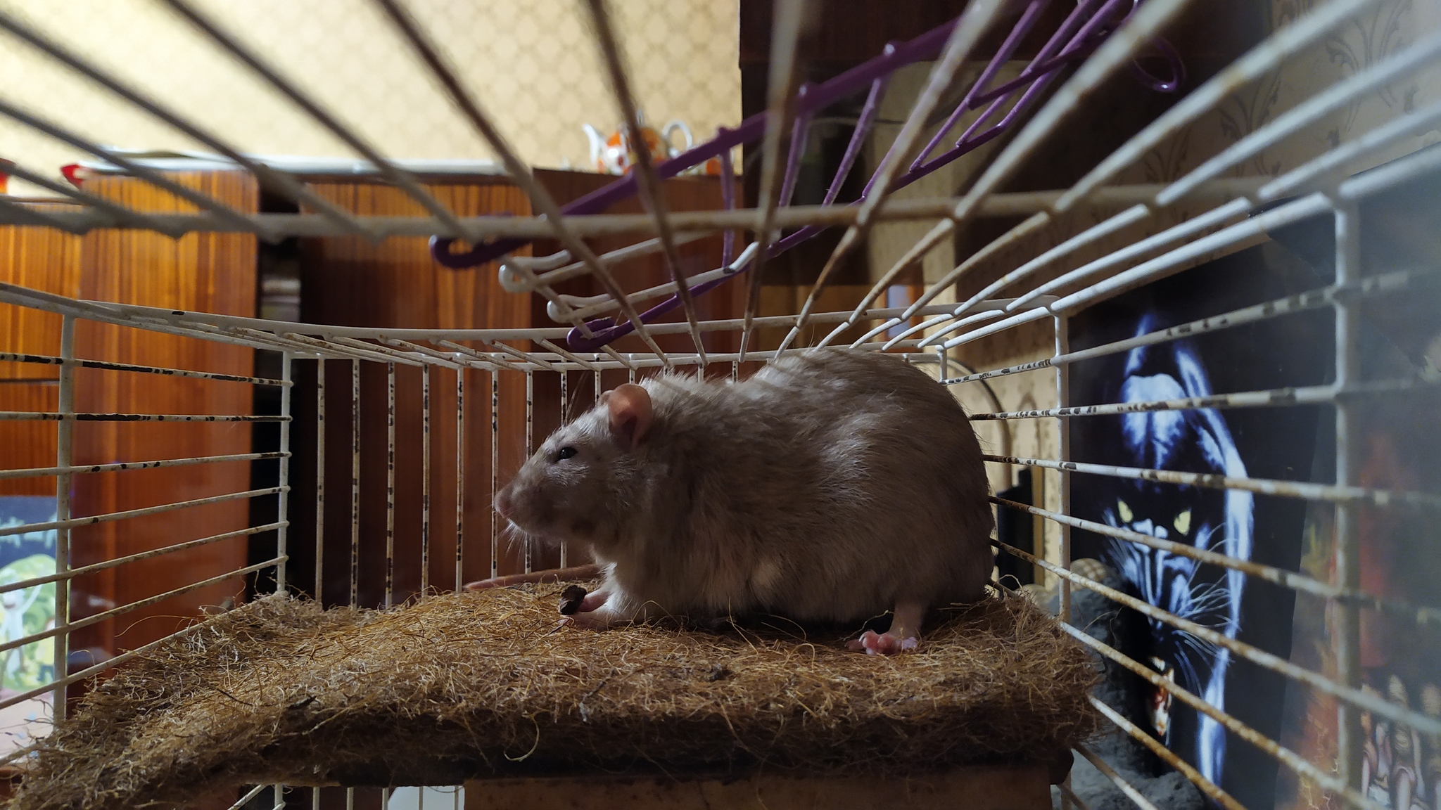 Rat everyday life #7 - My, Rat, Decorative rats, Milota, Animals, Longpost