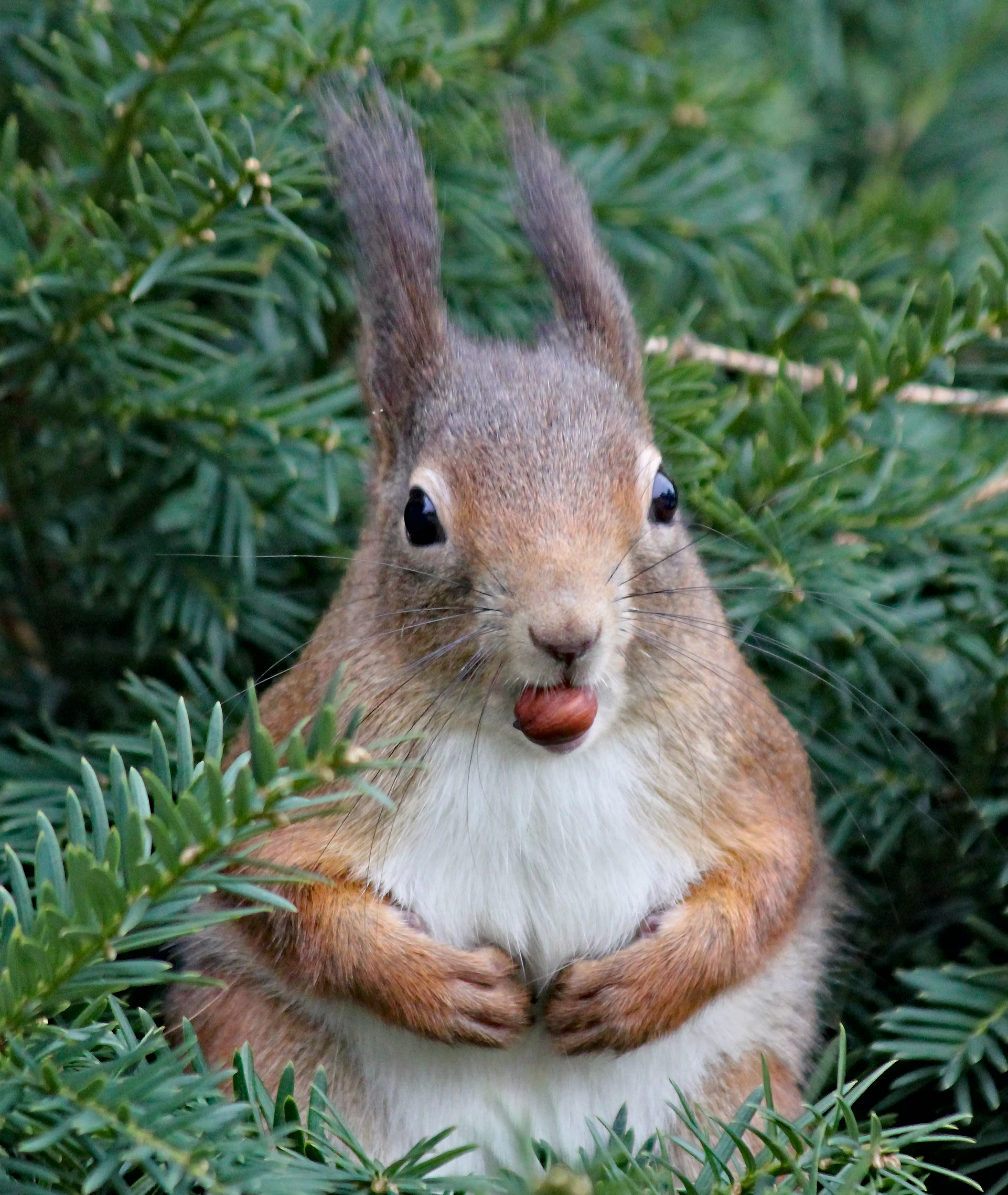 Just squirrels - Squirrel, The photo, Milota, The park, Nature, Wild animals, Longpost