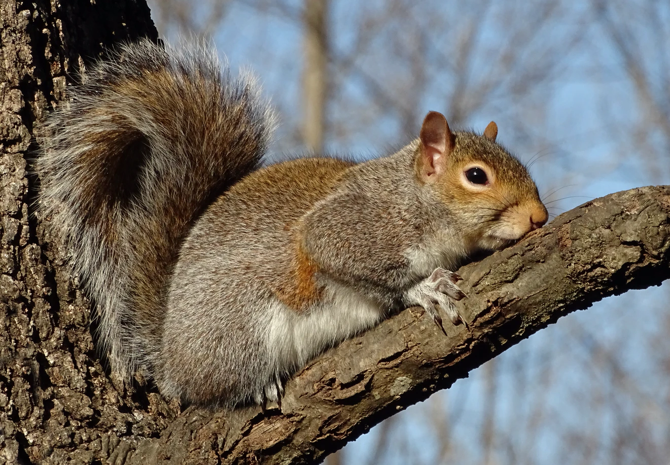 Just squirrels - Squirrel, The photo, Milota, The park, Nature, Wild animals, Longpost