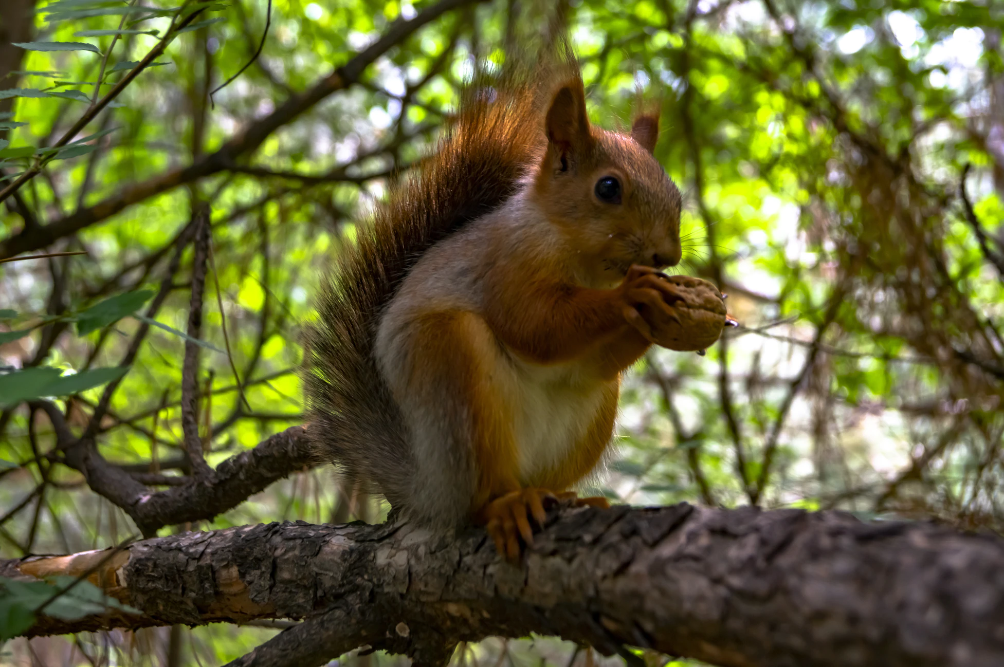 Just squirrels - Squirrel, The photo, Milota, The park, Nature, Wild animals, Longpost