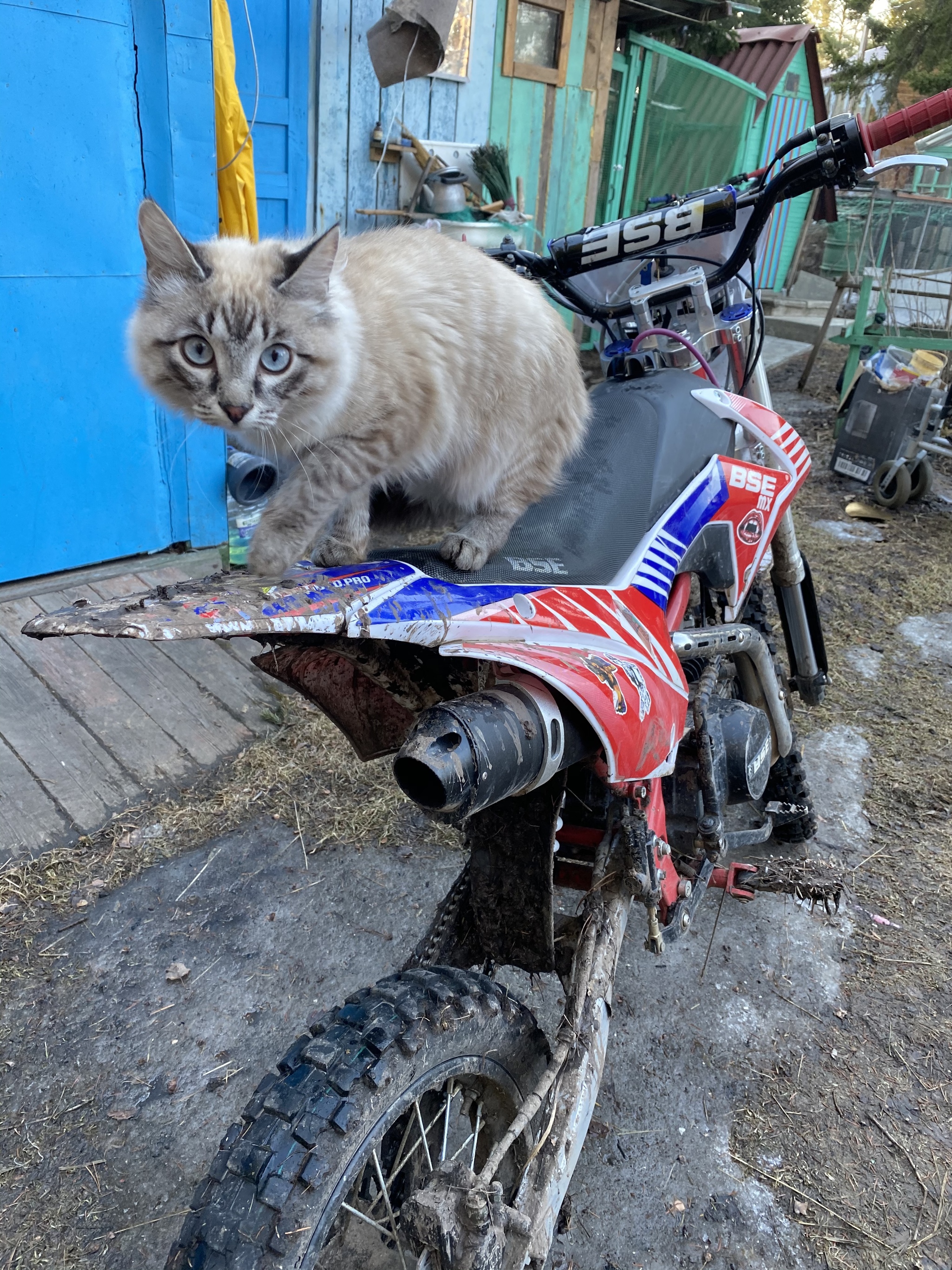 I think everyone is tired of recent events, so here's a cat for you: D - My, cat, Dacha, Pit bike, Longpost