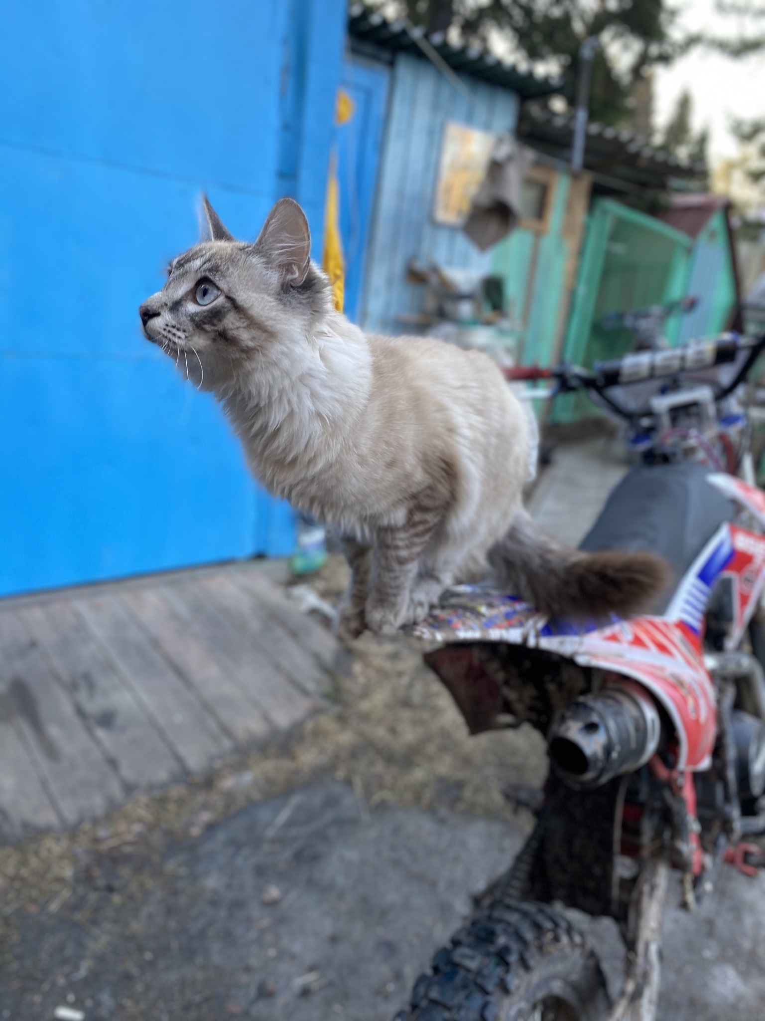 I think everyone is tired of recent events, so here's a cat for you: D - My, cat, Dacha, Pit bike, Longpost