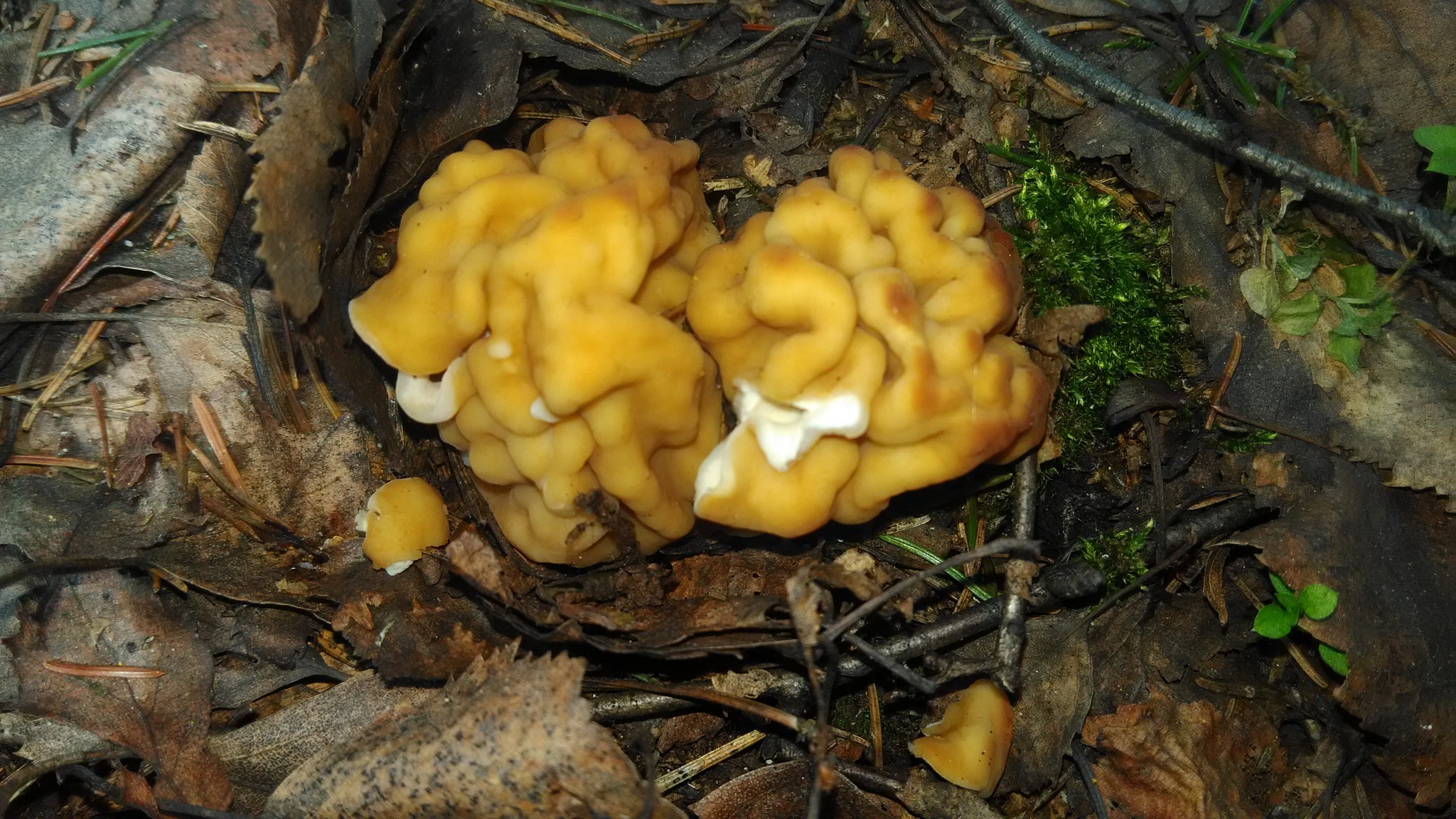 Spring mushrooms have appeared - My, Mushrooms, Spring