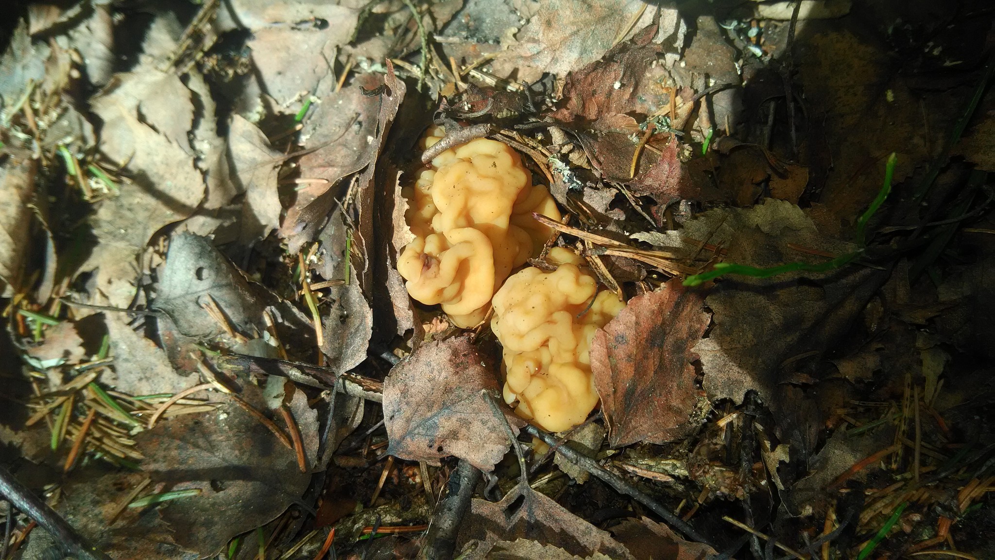 Spring mushrooms have appeared - My, Mushrooms, Spring