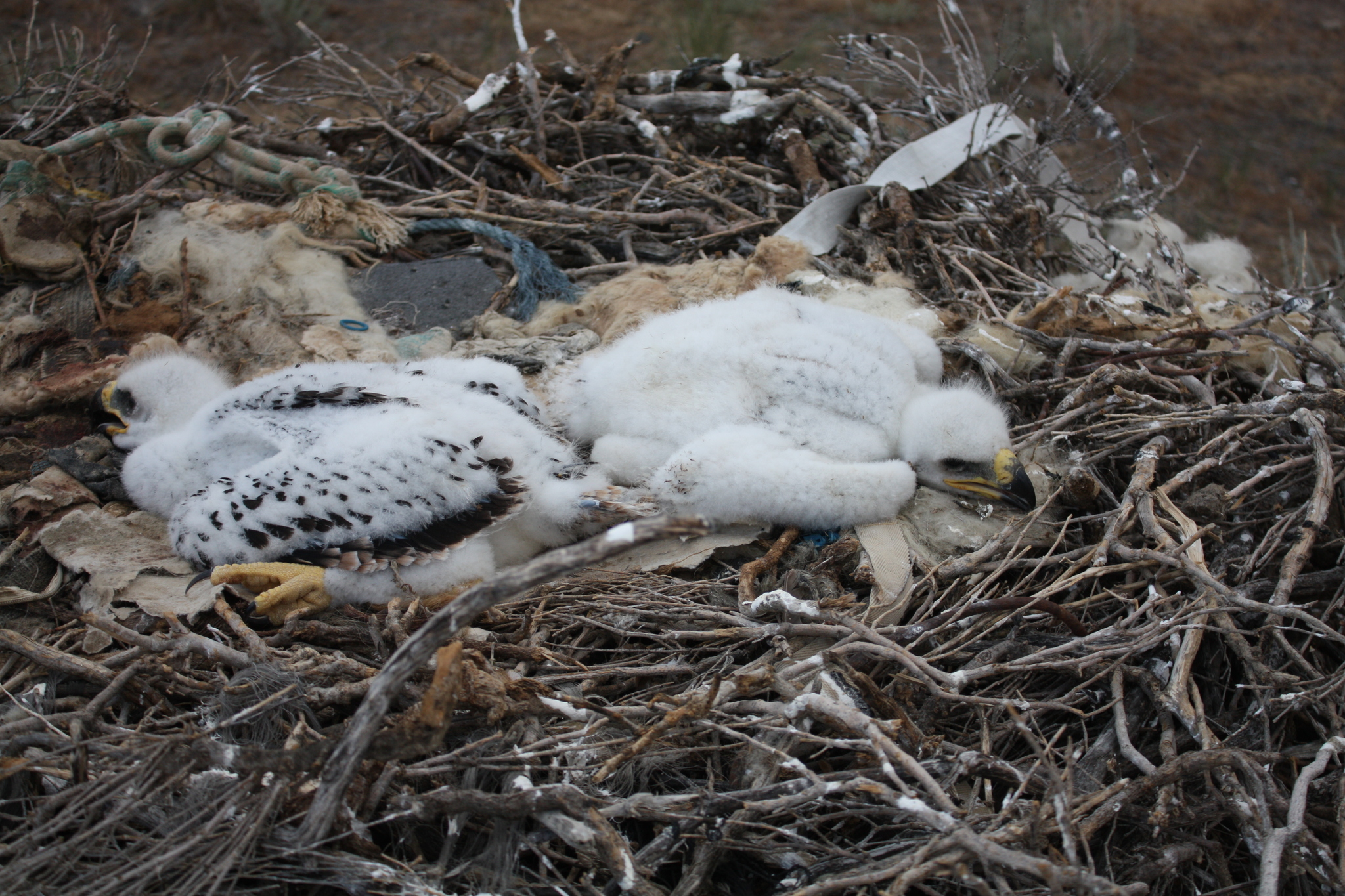 steppe eagle - My, Steppe Eagle, Nest, Longpost