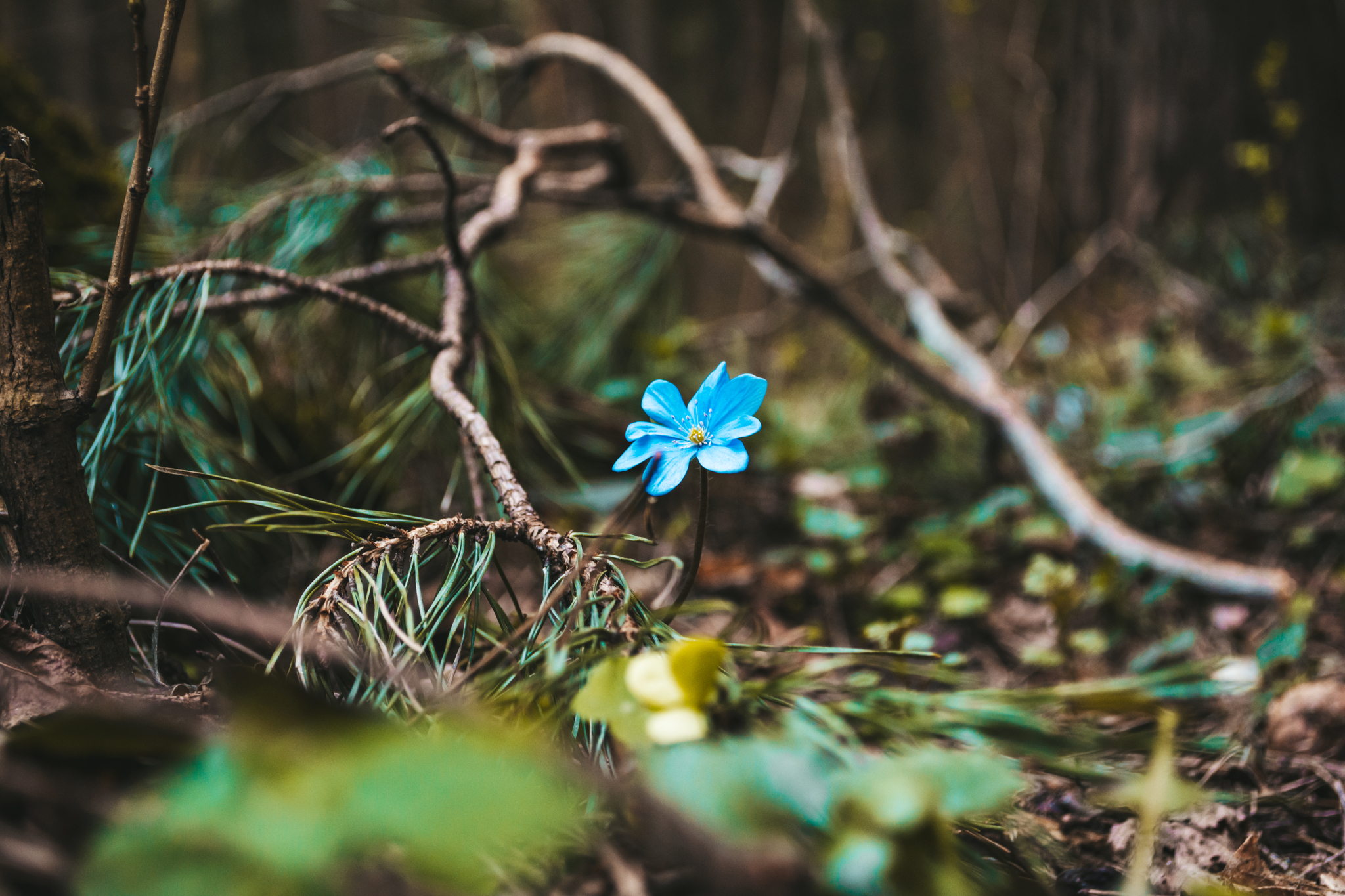 Spring - My, Forest, Snowdrops flowers, April, Spring, Proleski