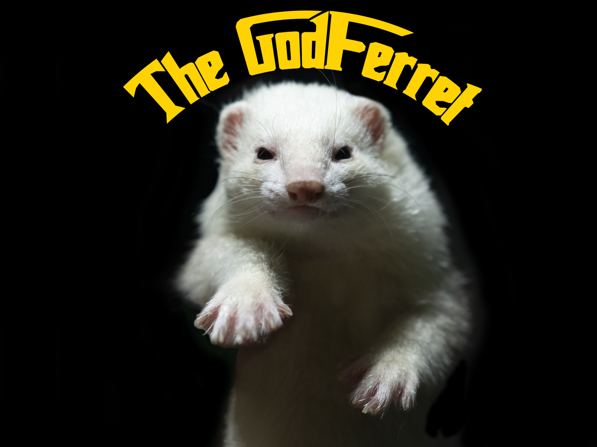 Godfather ferret - My, Ferret, Pet, Pets