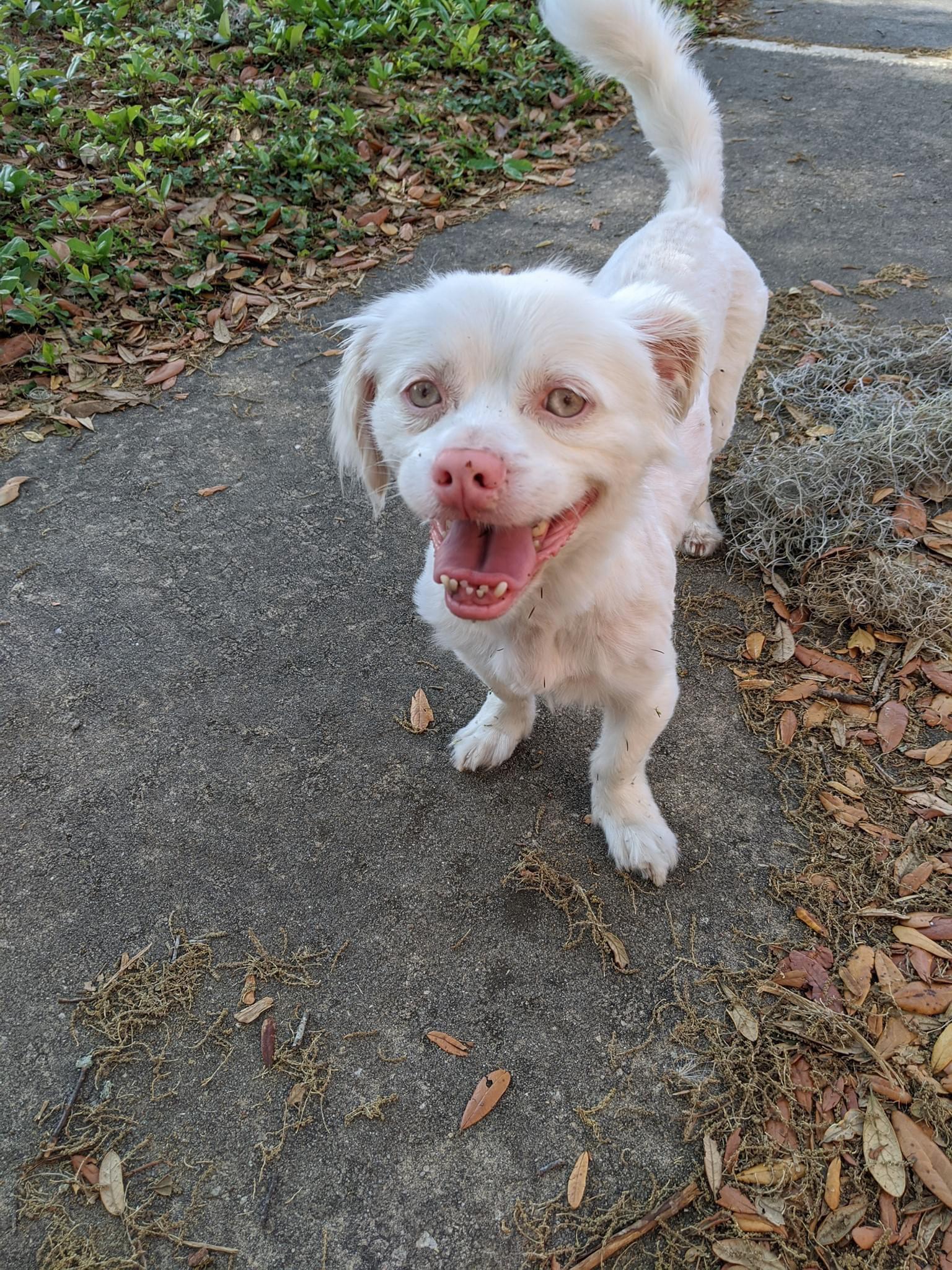 Falkor in real life - The photo, Movies, Endless story, Falkor, The Dragon, Dog