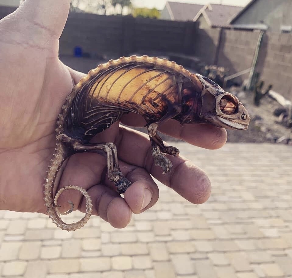 Mummified chameleon - Chameleon, Skeleton, The photo