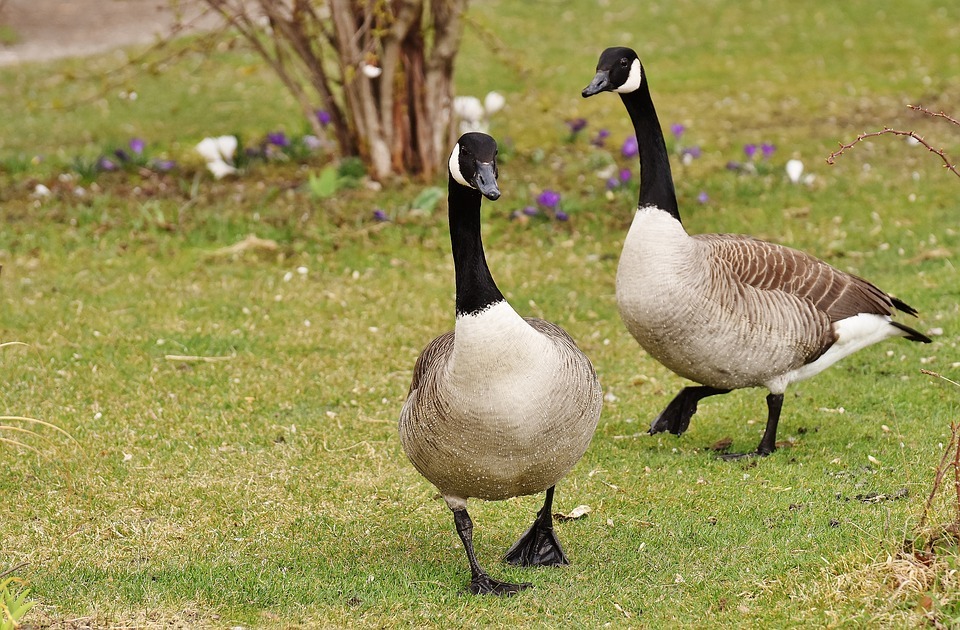 Time and place of bird domestication - Domestication, Birds, Longpost