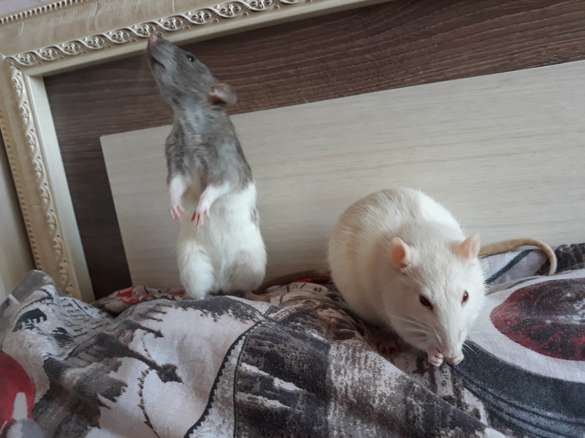 Cookie - My, Rat, Dumbo, Rodents, Decorative rats, Pets, Longpost