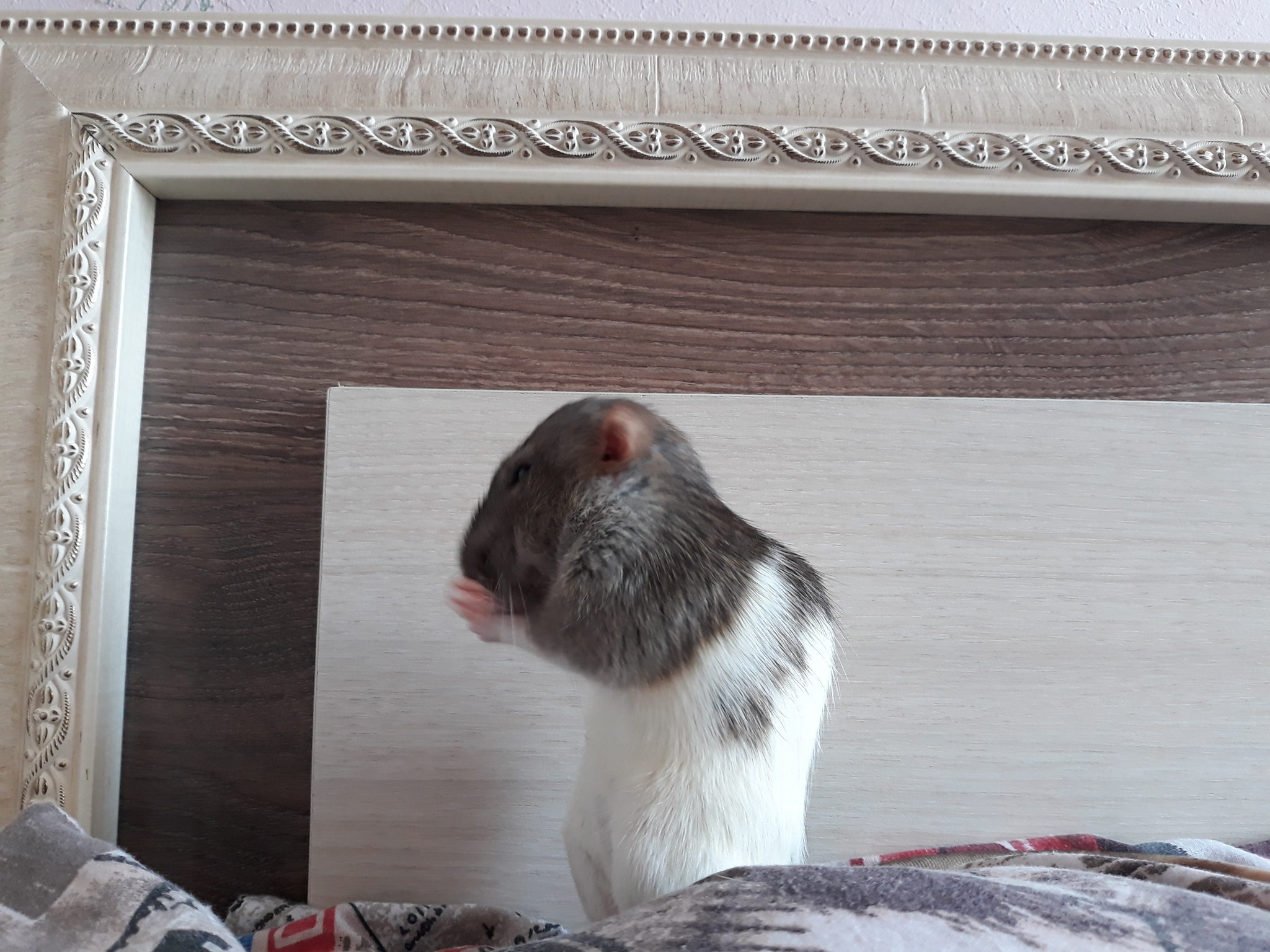 Cookie - My, Rat, Dumbo, Rodents, Decorative rats, Pets, Longpost