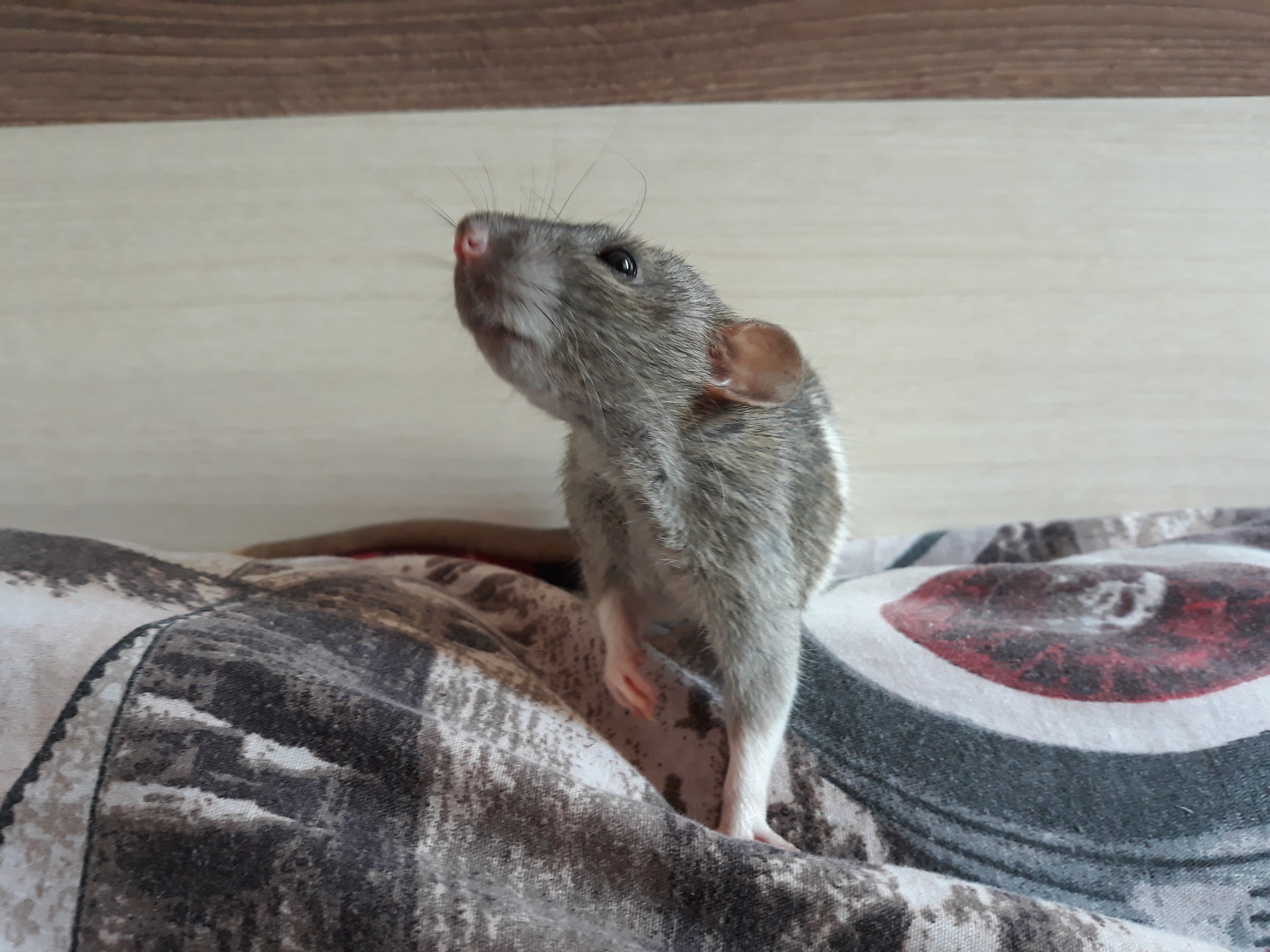 Cookie - My, Rat, Dumbo, Rodents, Decorative rats, Pets, Longpost