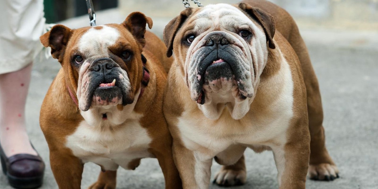 English bulldog - English bulldog, Bulldog, Dog, Personal care