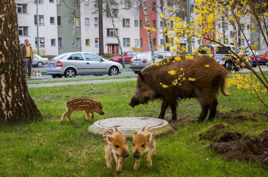 Животные стали захватывать города - Город, Животные, Лось, Кабан