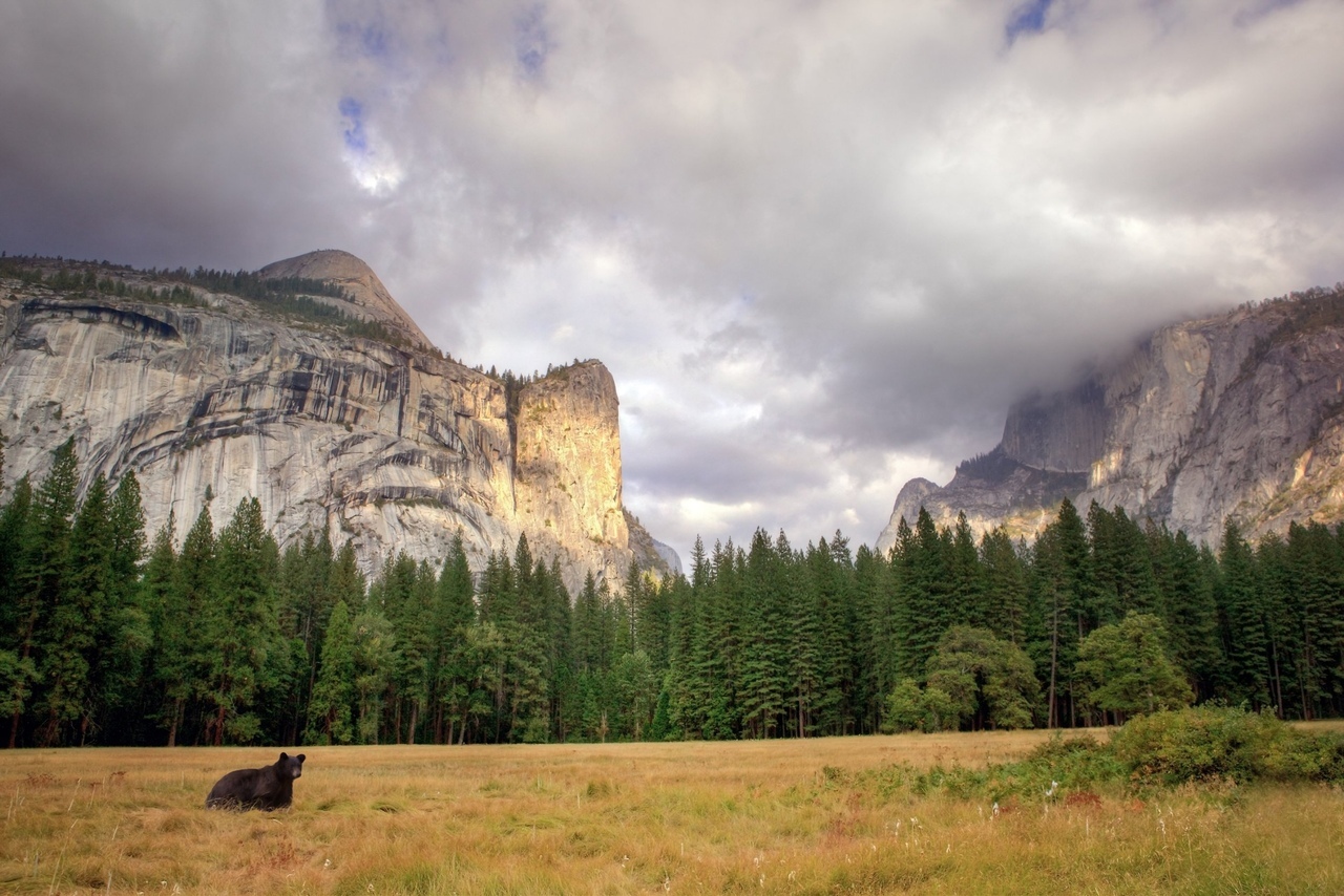 Animal News - My, The Bears, Yosemite Park, Quarantine, Wild animals