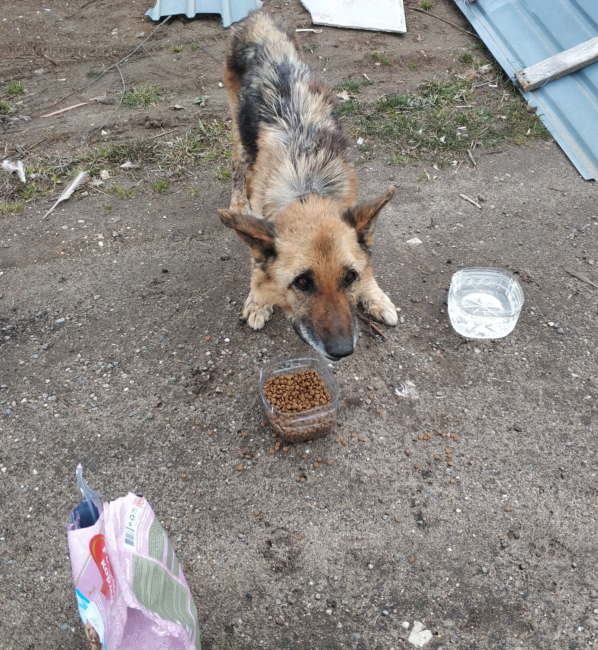 Saving Private Dog (continued) - My, Dog, German Shepherd, In good hands, Dmitrovsky District, Moscow region, Video, Longpost