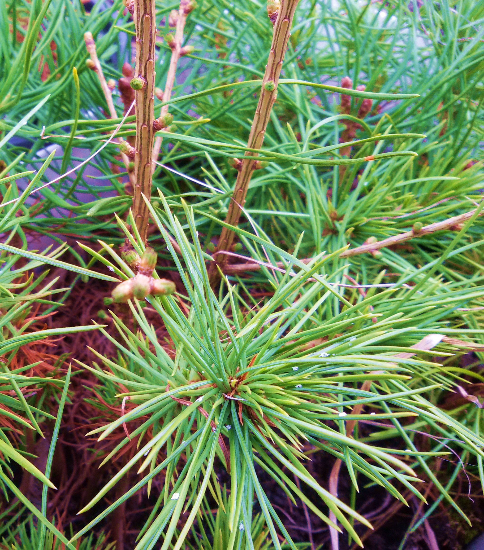 Coniferous greens-2020. Early spring - My, Spring, Conifers, Seedling, Cedar, Pine, Subjectivity, Longpost