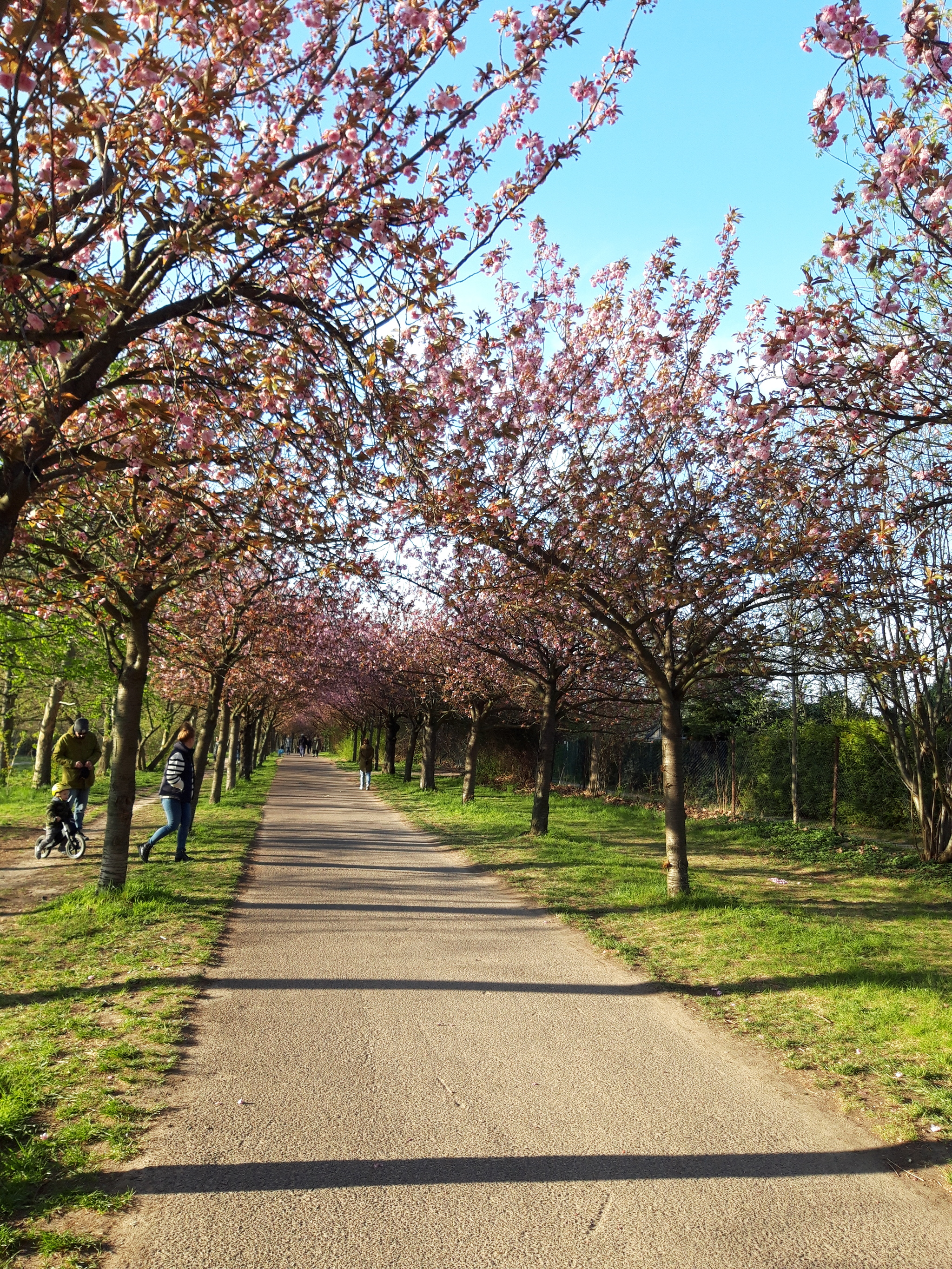 Spring in Berlin - My, Spring, Berlin, Longpost