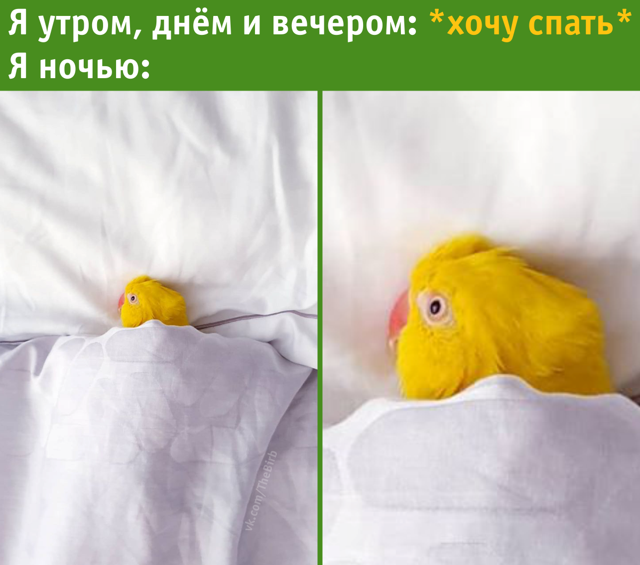 Every time at 2 am - My, A parrot, Humor, Dream, Night, Bed