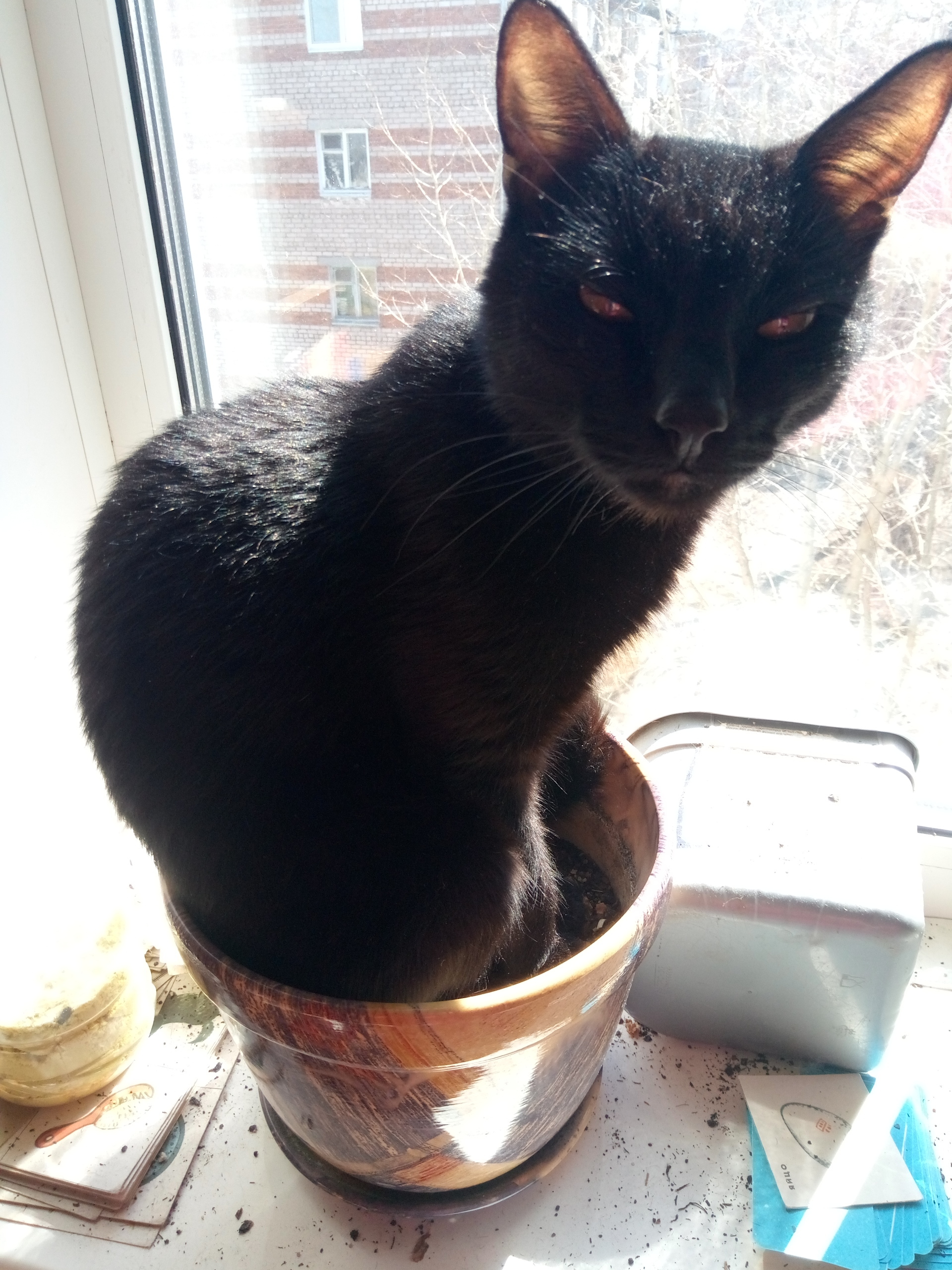 Interesting flower - My, cat, Black cat, The sun, Window, Longpost