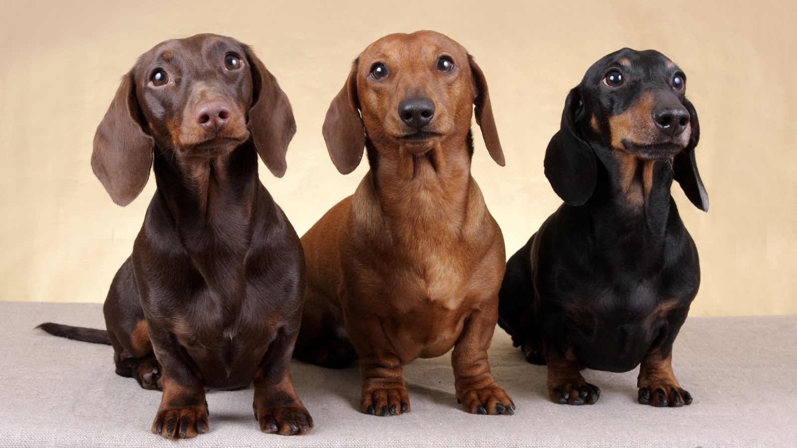 Dachshund - Dachshund, Dog, Care and maintenance, Hunting, Longpost