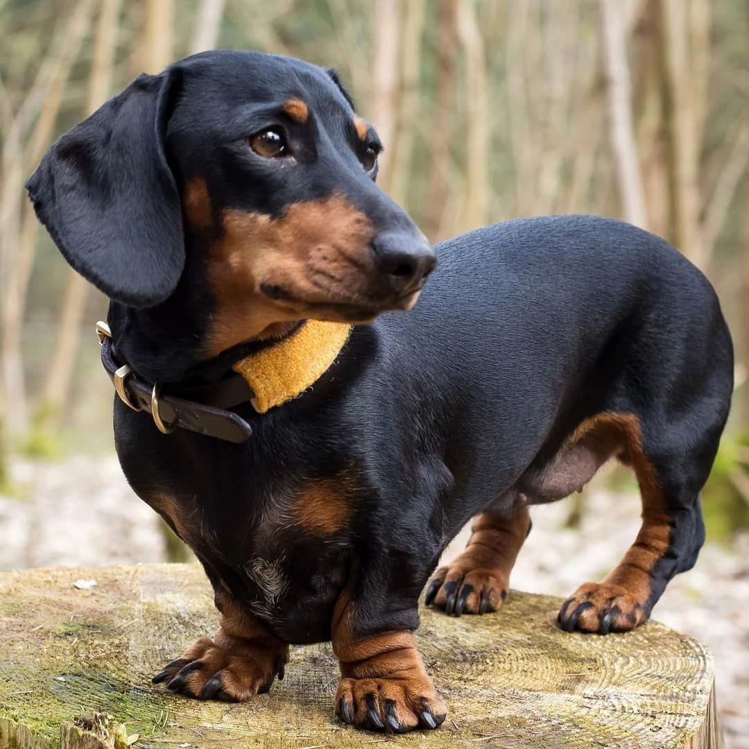 Dachshund - Dachshund, Dog, Care and maintenance, Hunting, Longpost