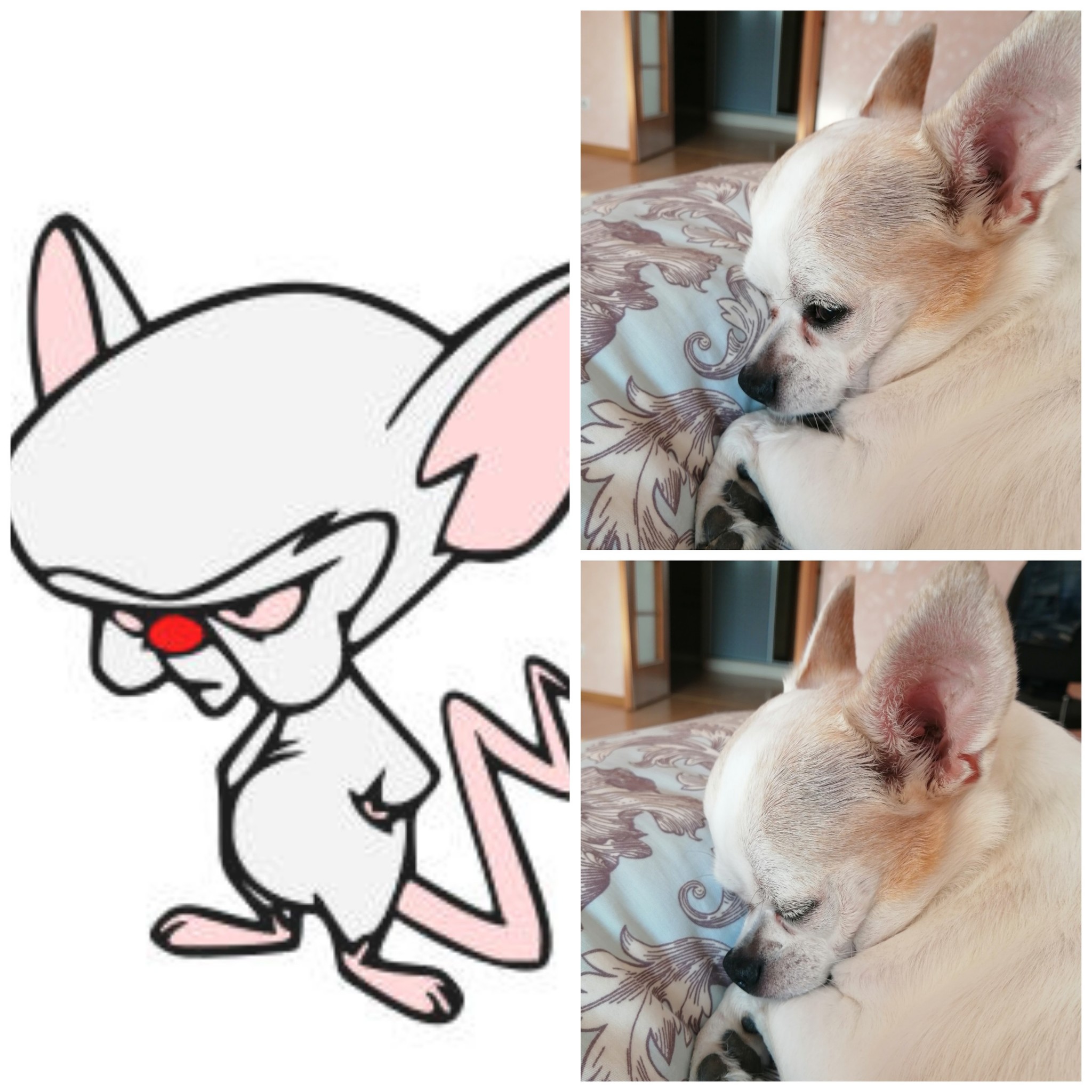 My dog ??suddenly turned into... - My, Pinky and Brain, Cosplay