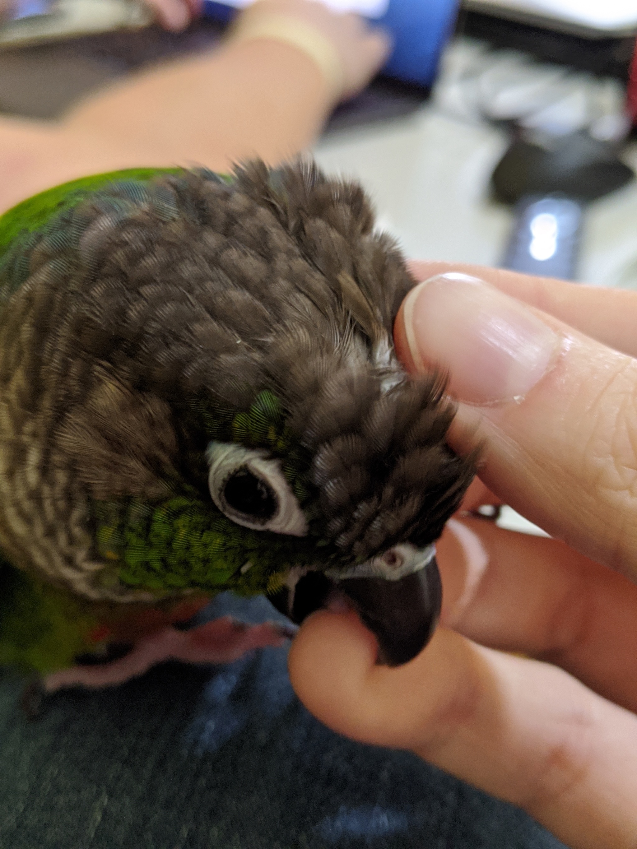 The positive side of quarantine - My, A parrot, Pyrrura, Birds, Pets, Longpost