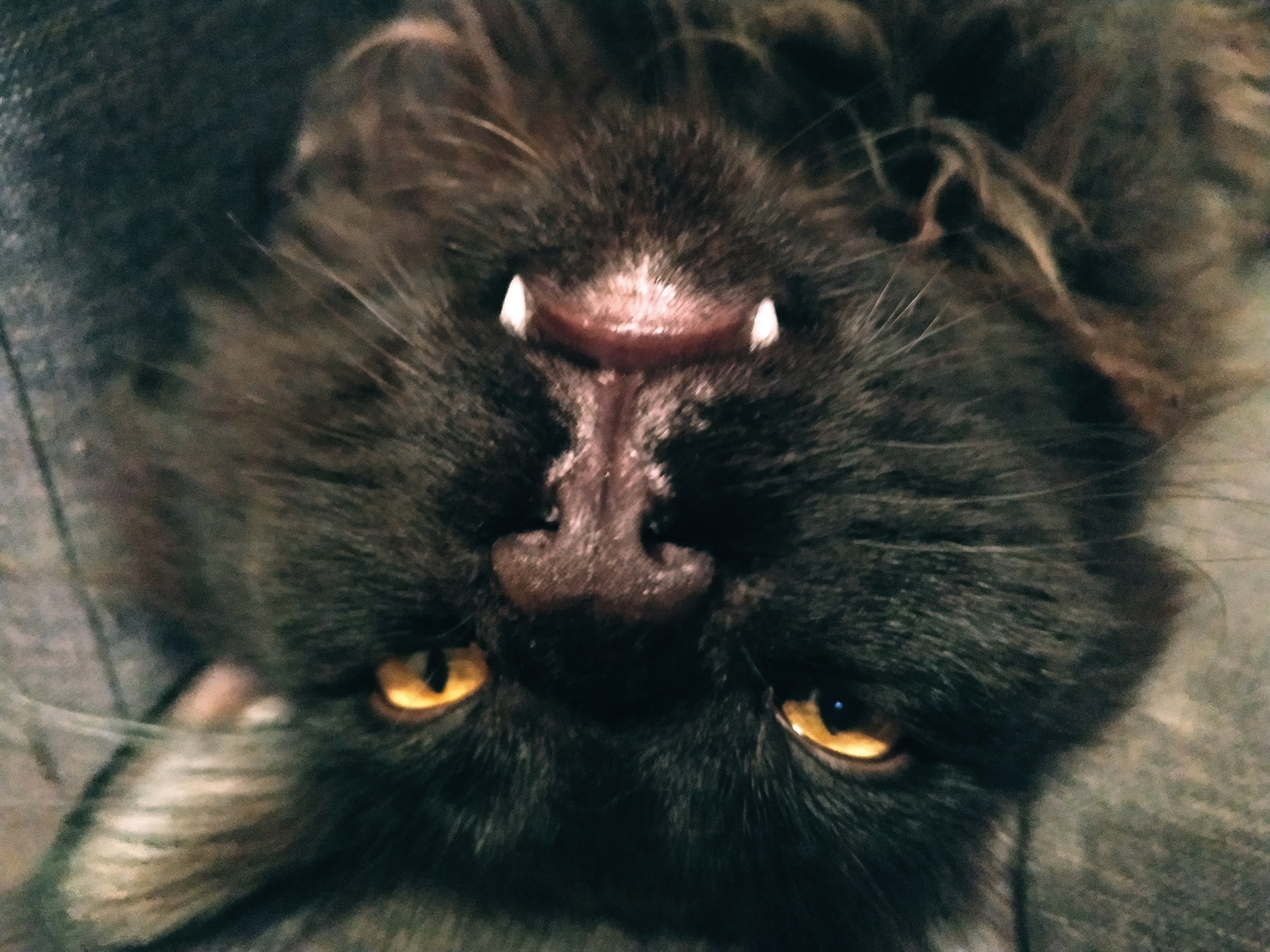 Is it time to sharpen the stake? - My, Maine Coon, Kripota, cat, Vampires