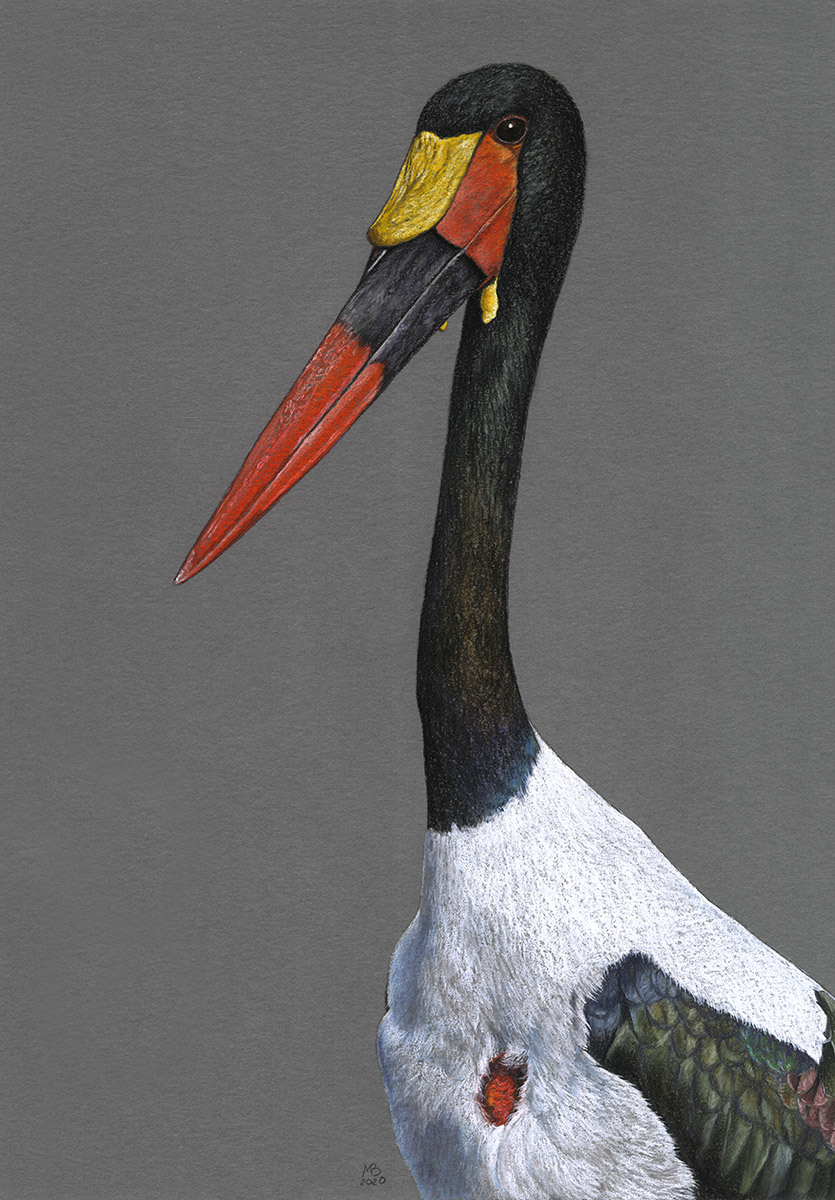 Saddle-billed Jabiru - My, Drawing, Birds, Pastel, Animalistics, Art