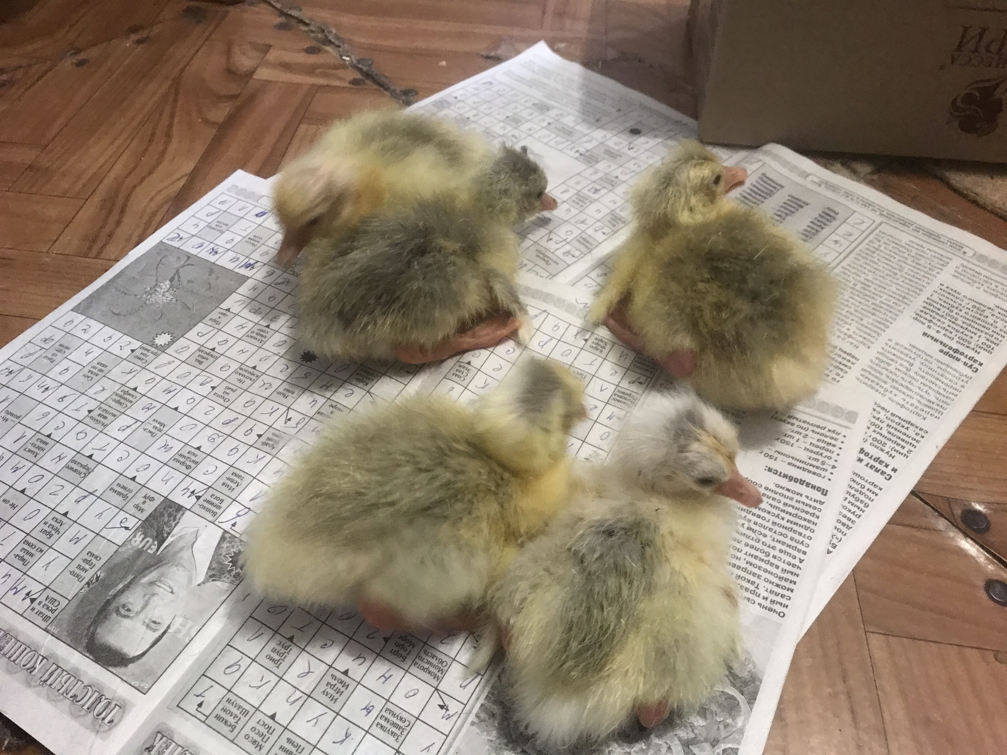 Hatching goslings in a homemade incubator - My, Eggs, Гусь, Incubator, Longpost